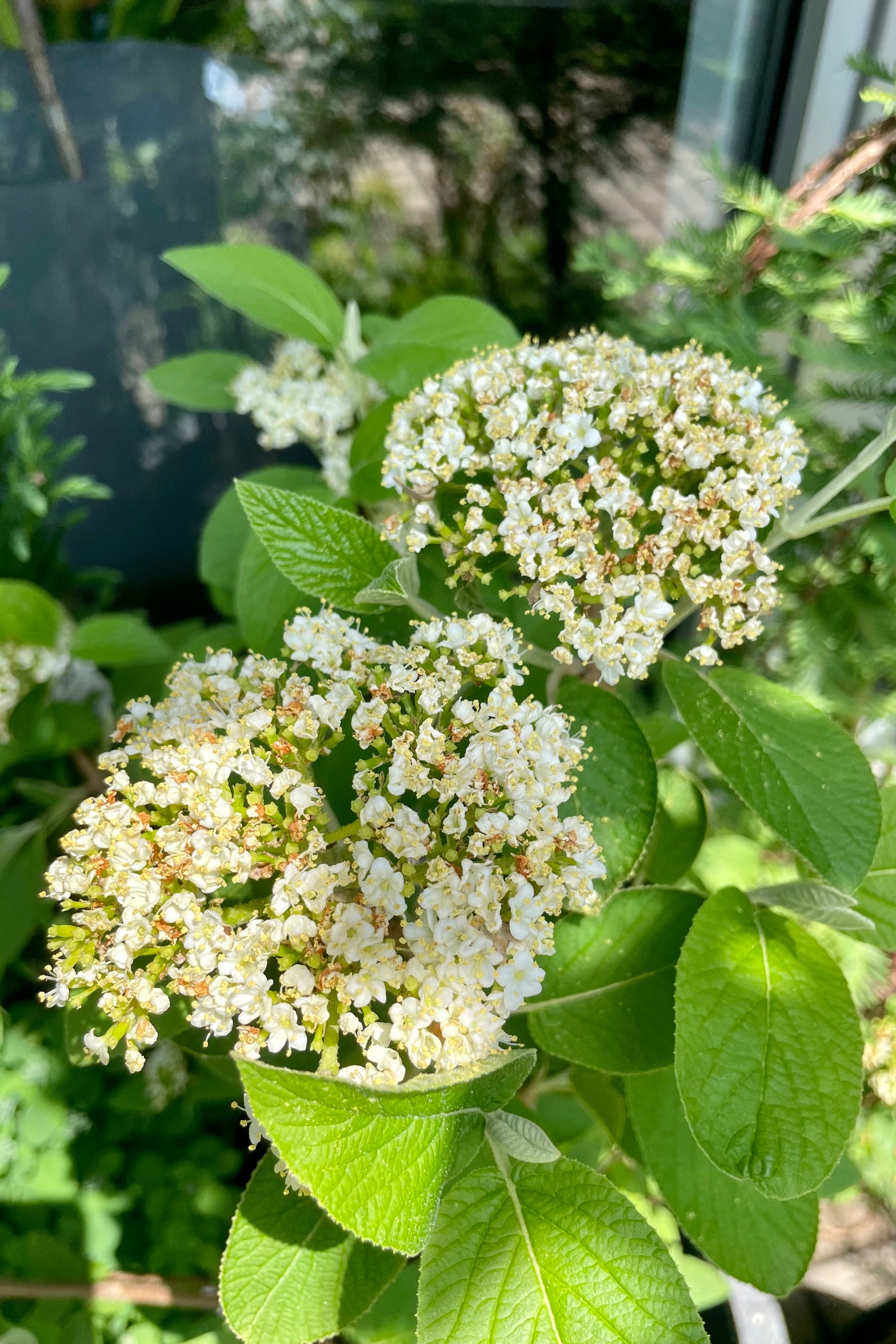 The Viburnum lantana 'Mohican' in full bloom in the middle of May with creamy white flowers and green leaves in the Sprout Home yard. ©Sprout Home