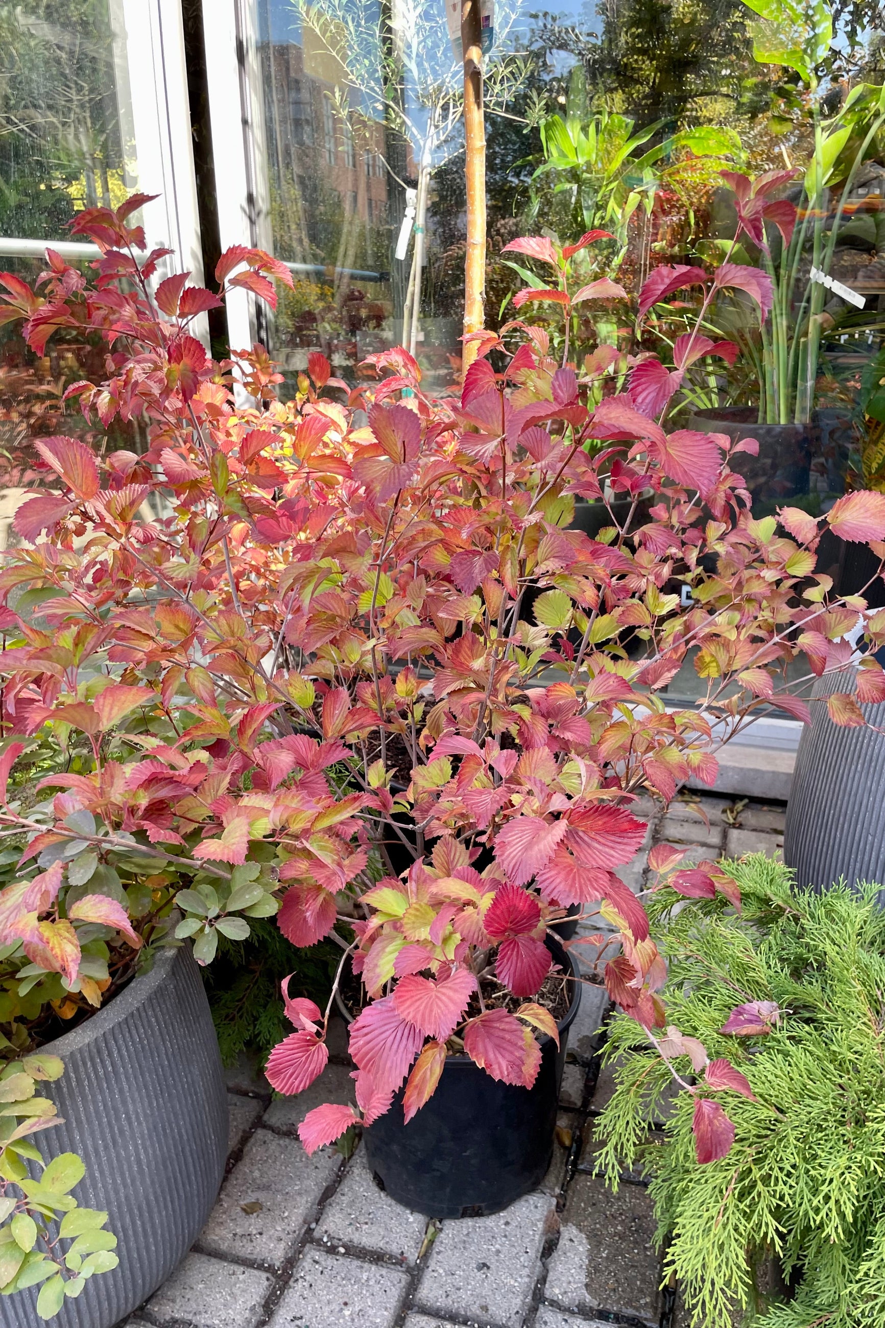Viburnum 'Red Feather' in full fall glory with its red leaves the beginning of October in a #3 pot size at Sprout Home. ©Sprout Home