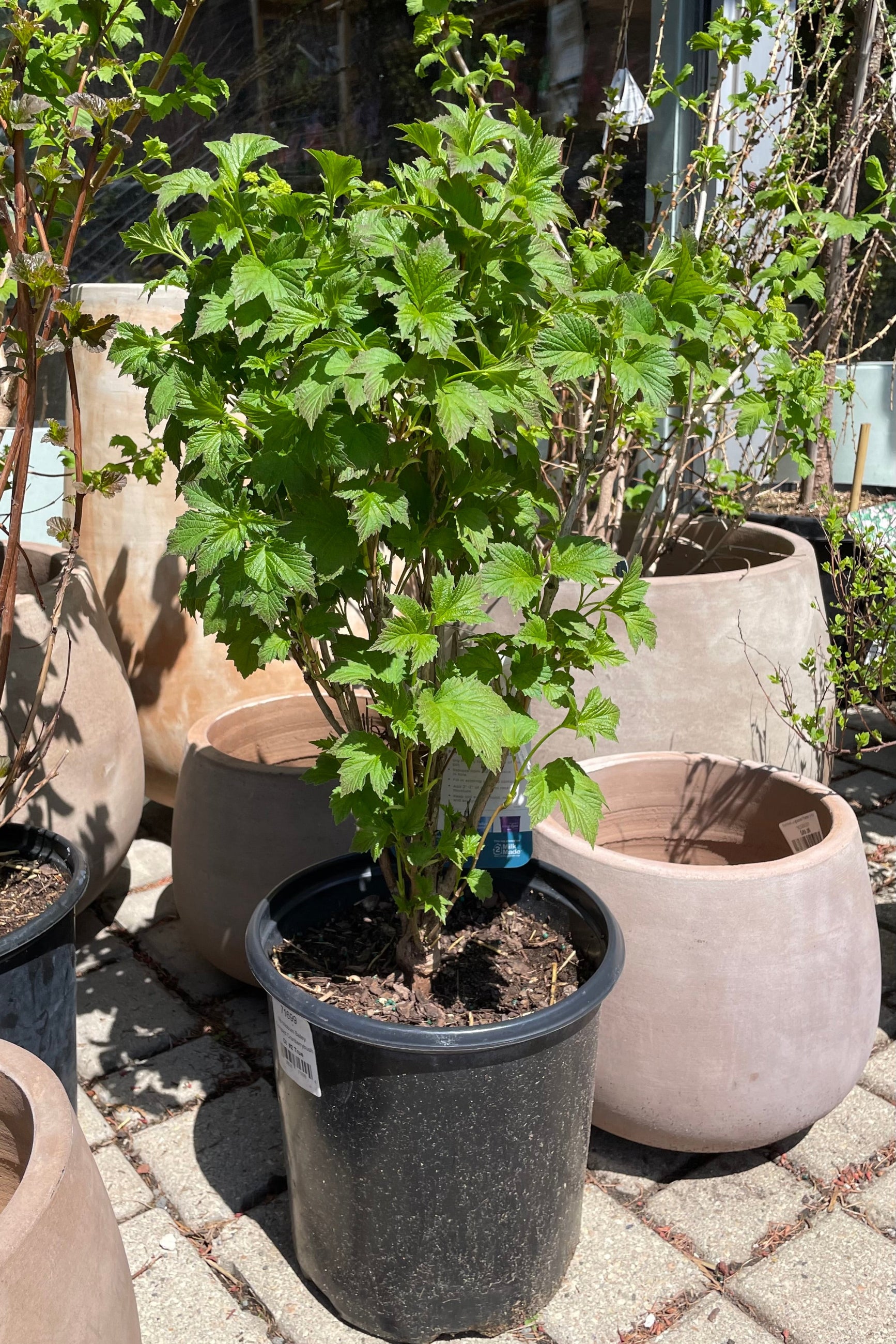 Viburnum 'Bailey Compact' American cranberry bush in a #2 pot size early spring with light green leaves. ©Sprout Home
