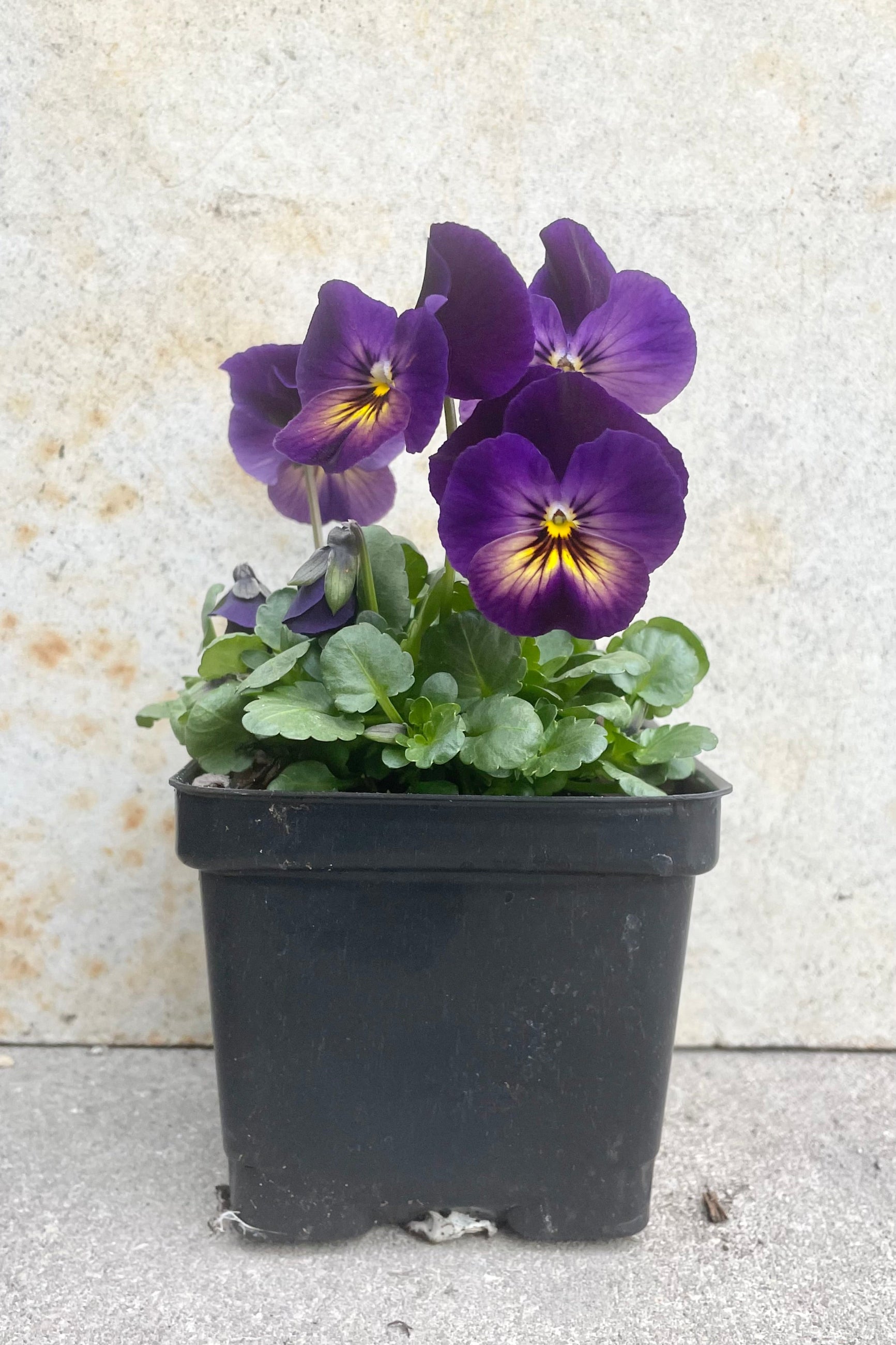 Viola 'Northern Lights' 1 Qt black growers pot with variegated purple and yellow flowers and green leaves against a grey wall ©Sprout Home