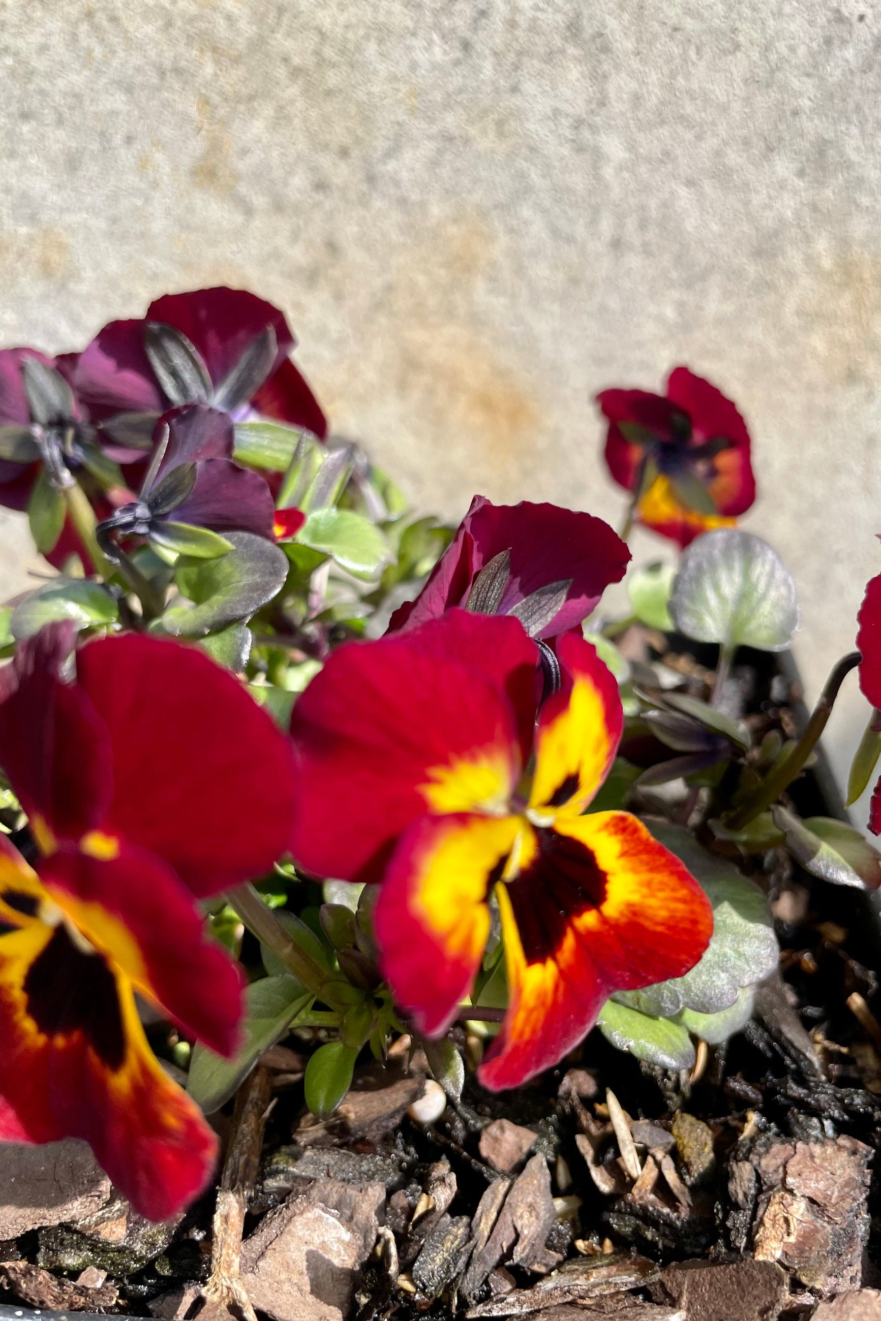 Close up picture of the Viola 'Sorbet Fire' flowers in bloom showing the yellow flower with a dark face. ©Sprout Home