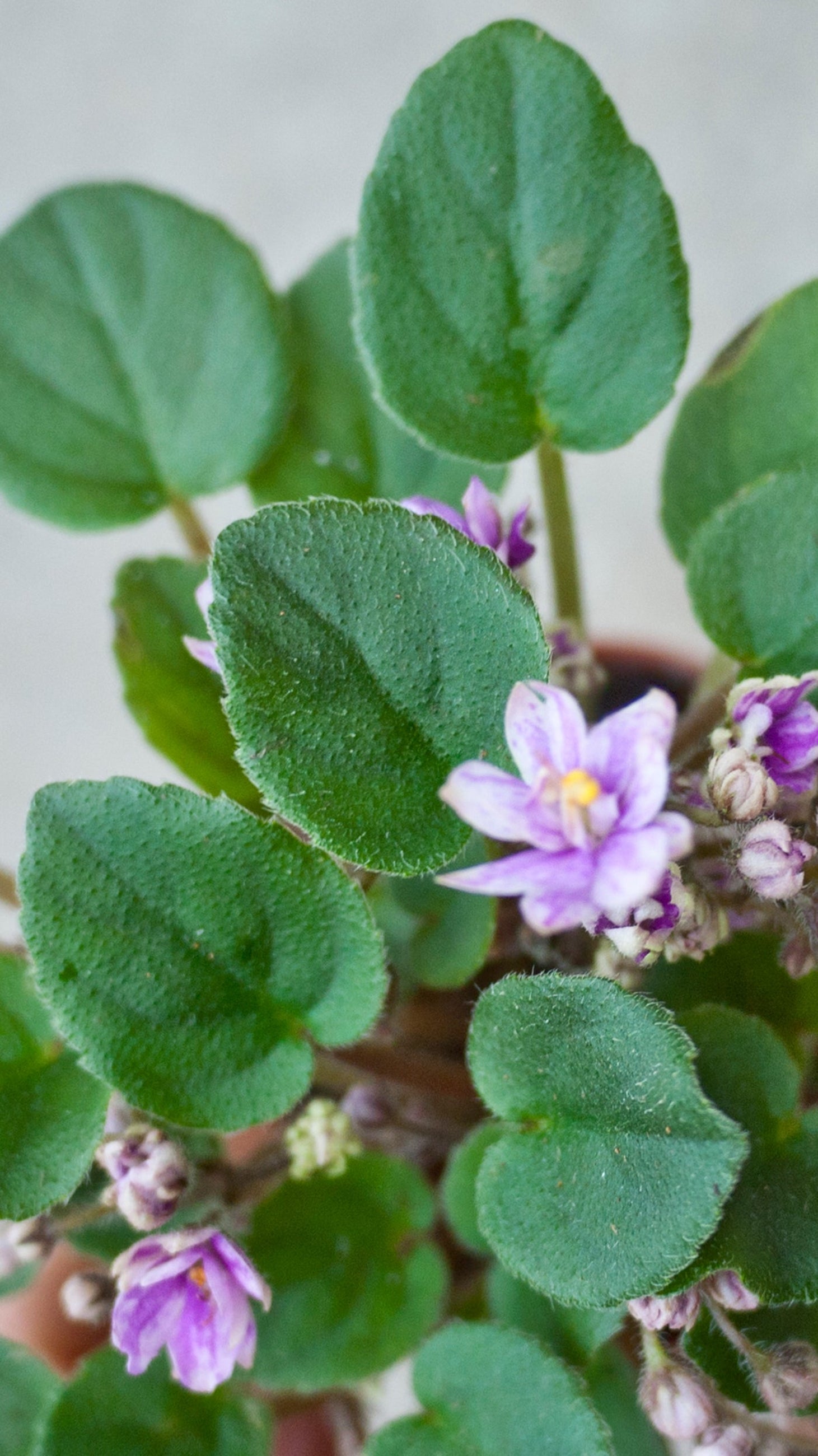Saintpaulia ionantha "African violet" blooming purple. ©Sprout Home