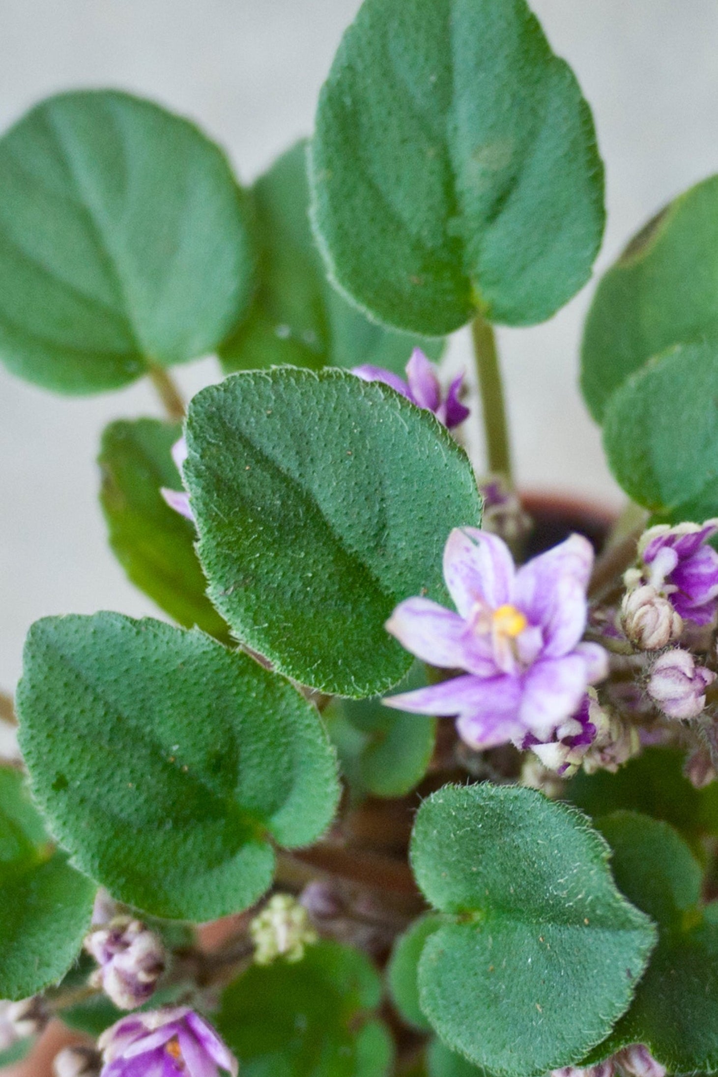 Saintpaulia ionantha "African violet" blooming purple. ©Sprout Home