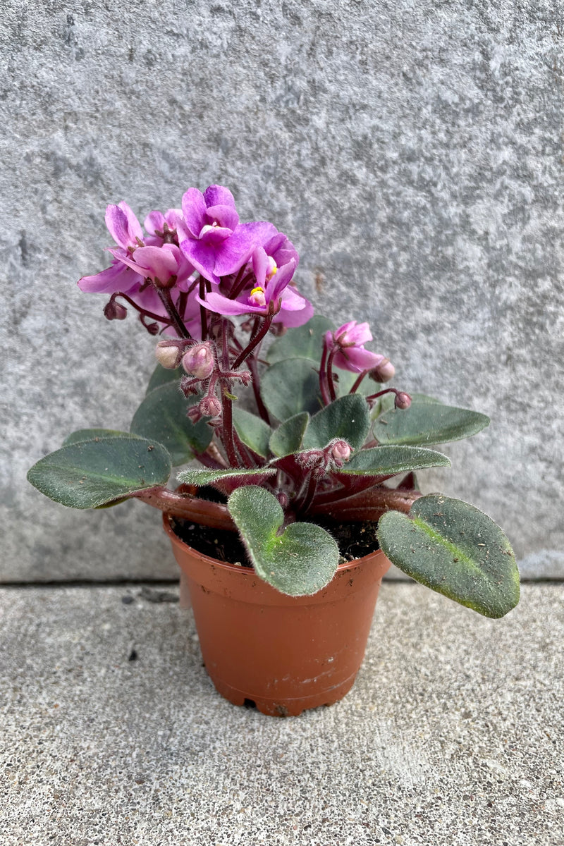 Saintpaulia ionantha "African violet" blooming pink flowers against a grey wall