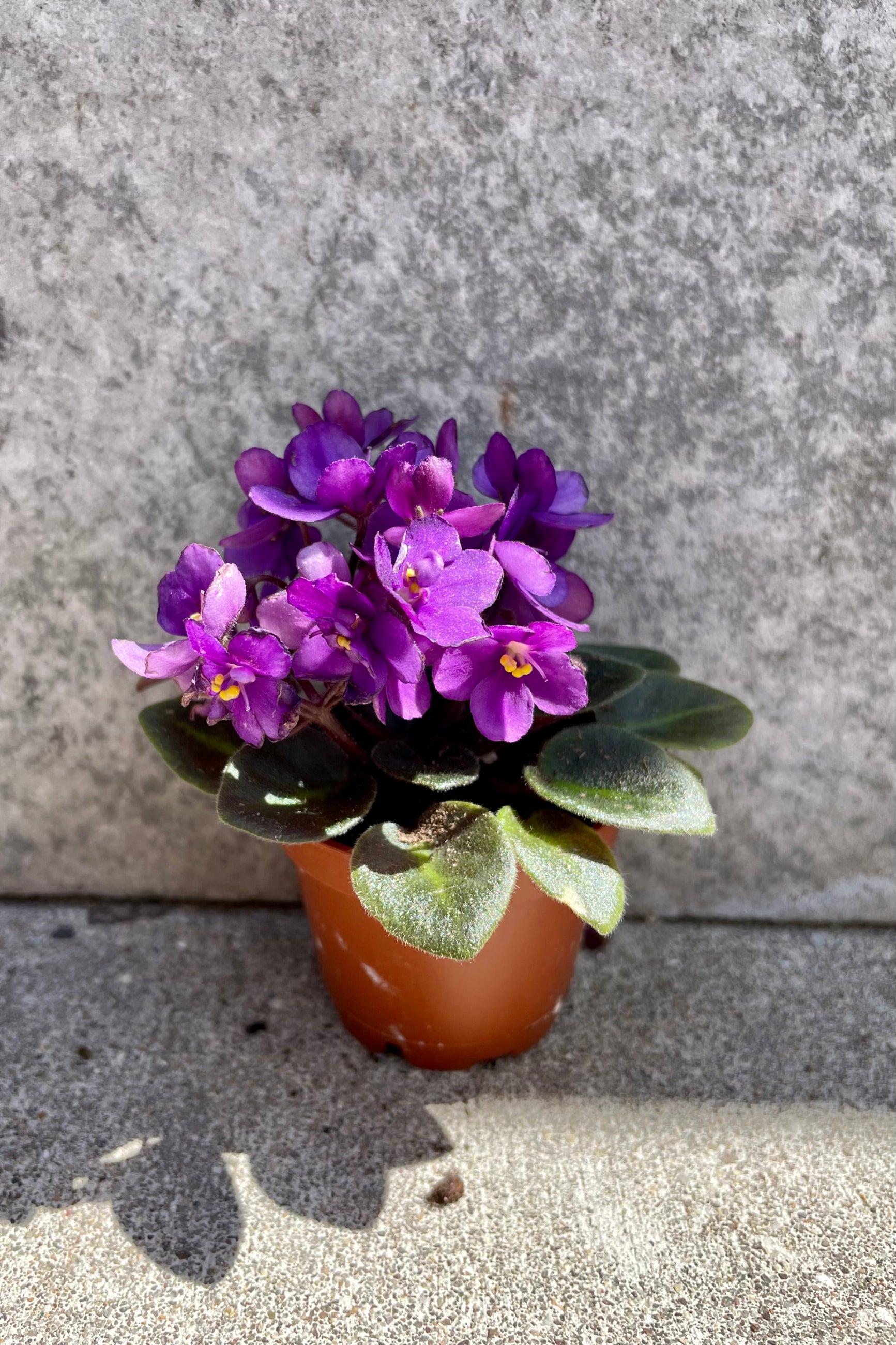 Saintpaulia ionantha "African violet" blooming purple flowers against a grey wall ©Sprout Home