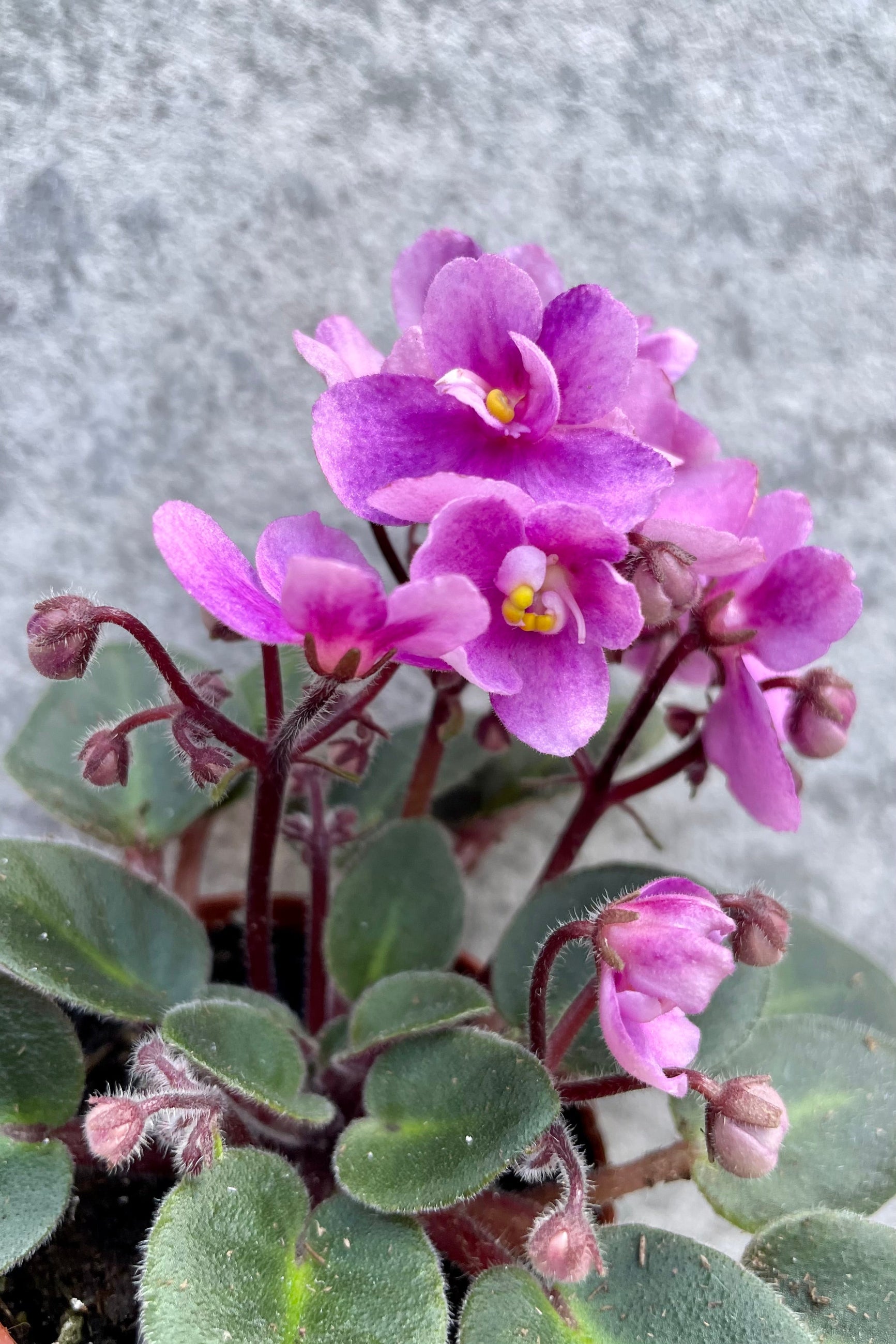 Detail of Saintpaulia ionantha "African violet" blooming magenta flowers against a grey wall ©Sprout Home