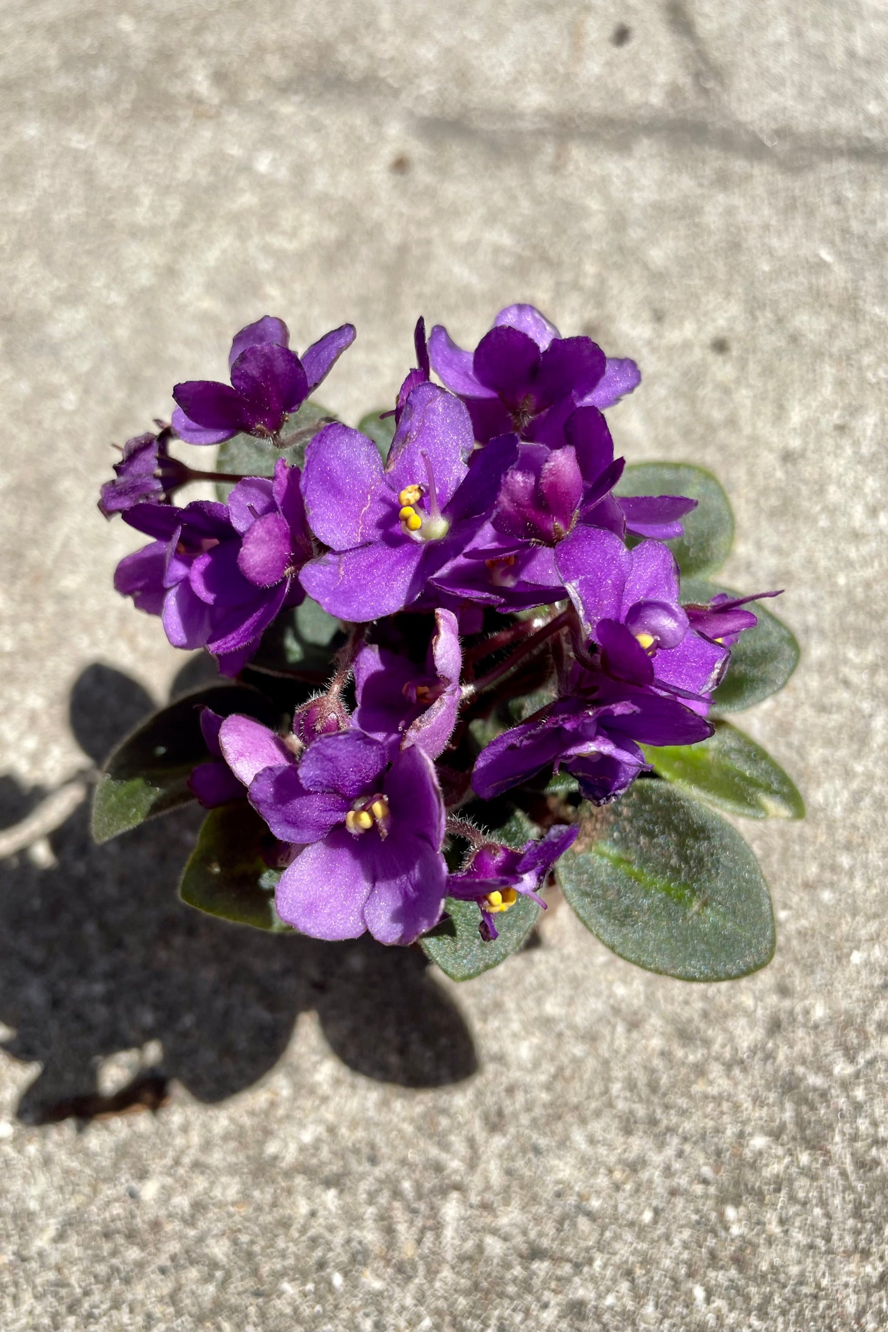 Detail of Saintpaulia ionantha "African violet" blooming purple flowers against a grey wall ©Sprout Home