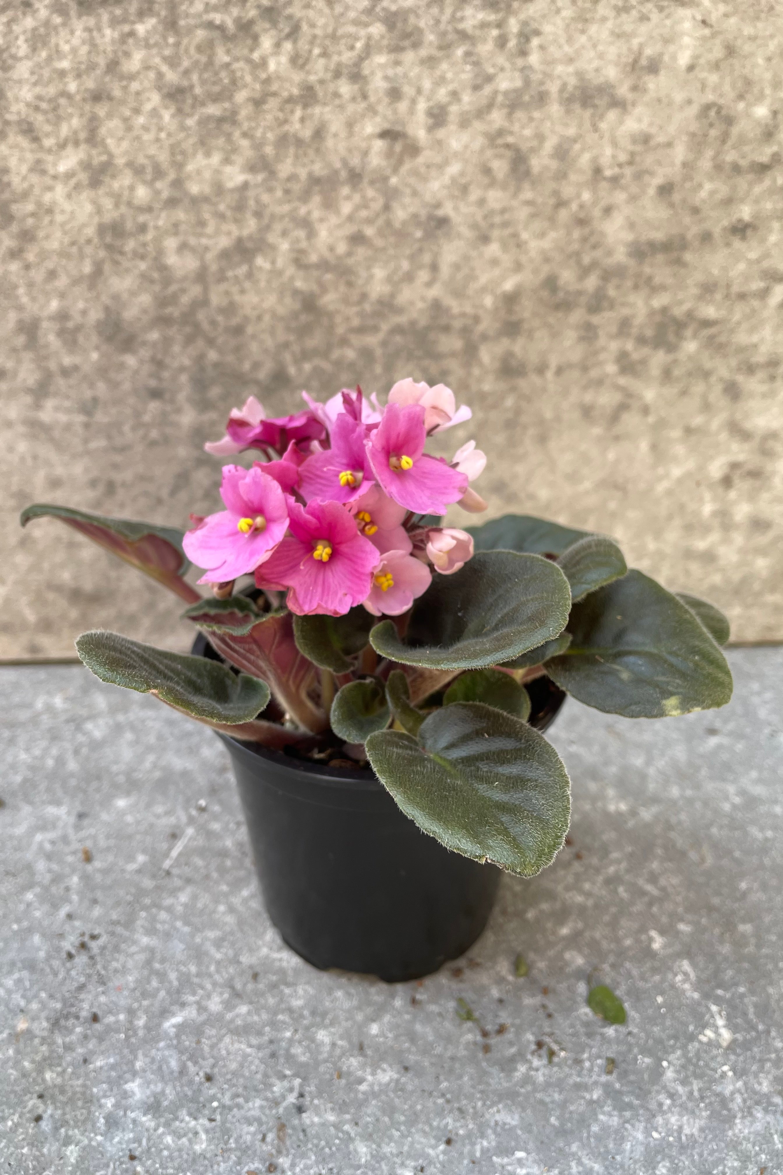 Pink blooming Saintpaulia ionantha "African Violet" in a 4 inch pot.