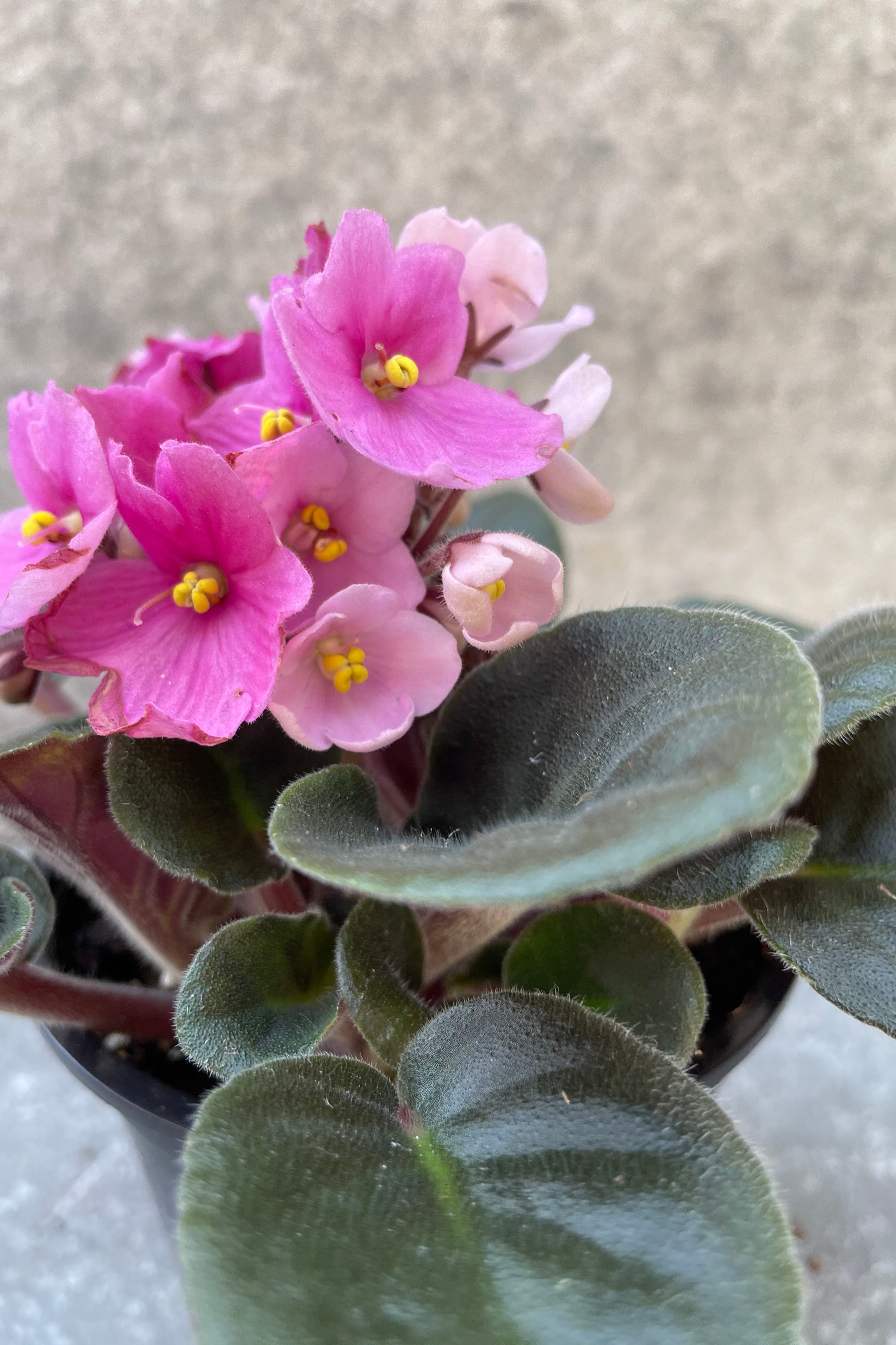 Close up of a pink flowering Saintpaulia ionantha in bloom.