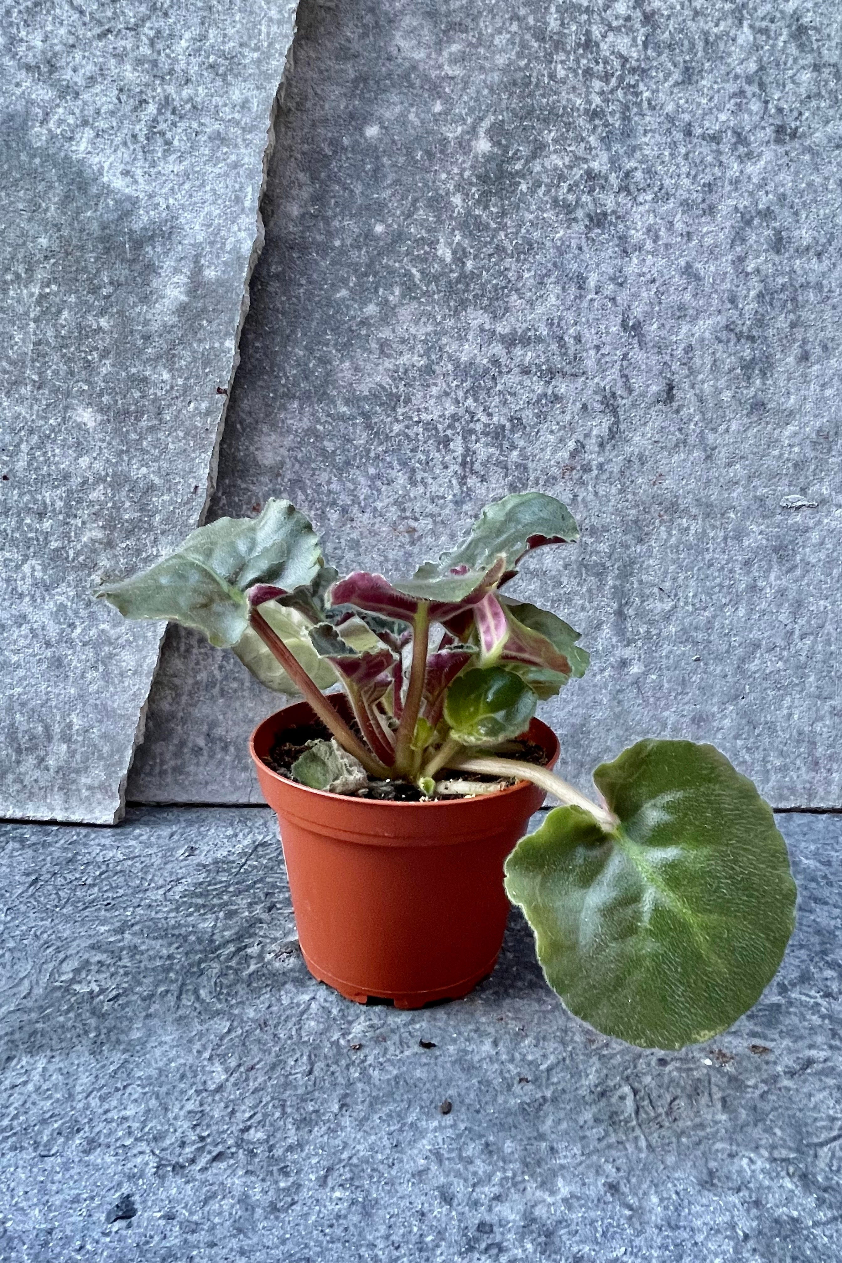 Saintpaulia ionantha "African Violet", Specialty 4"