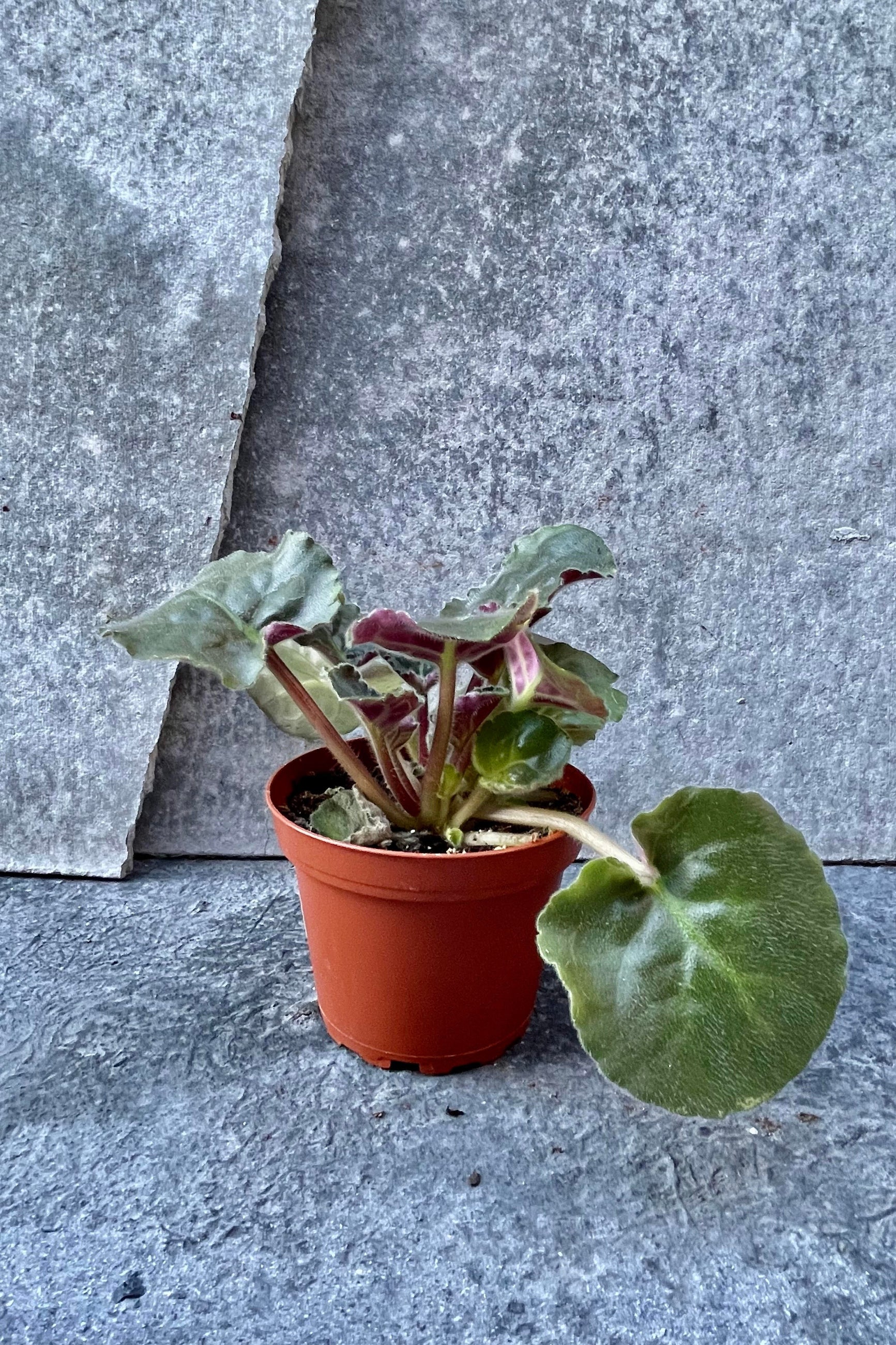 Violet off boom and in a 4" growers pot ©Sprout Home