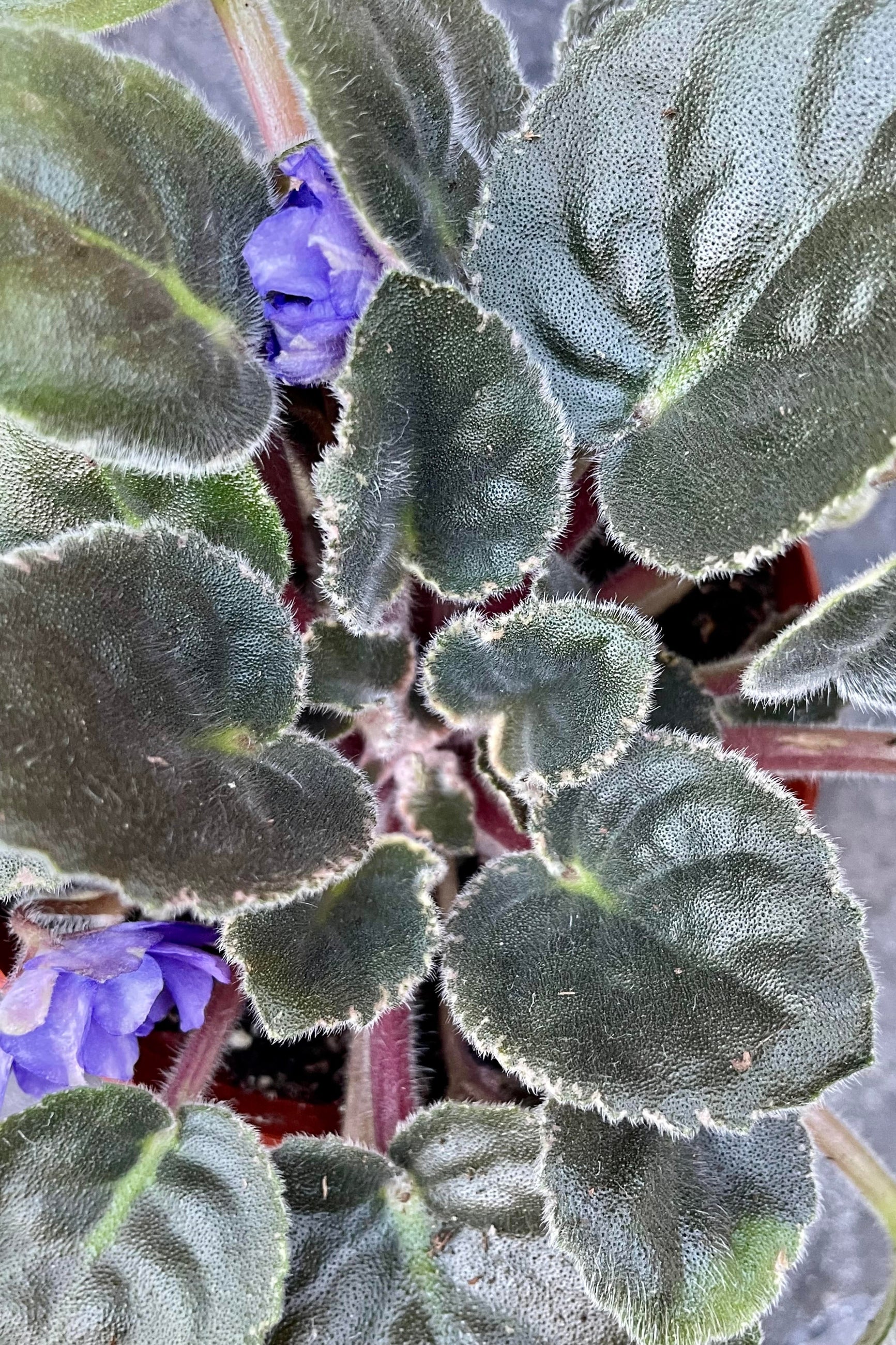 An African Violet with green leaves and purple flowers, potted in a red container. ©Sprout Home