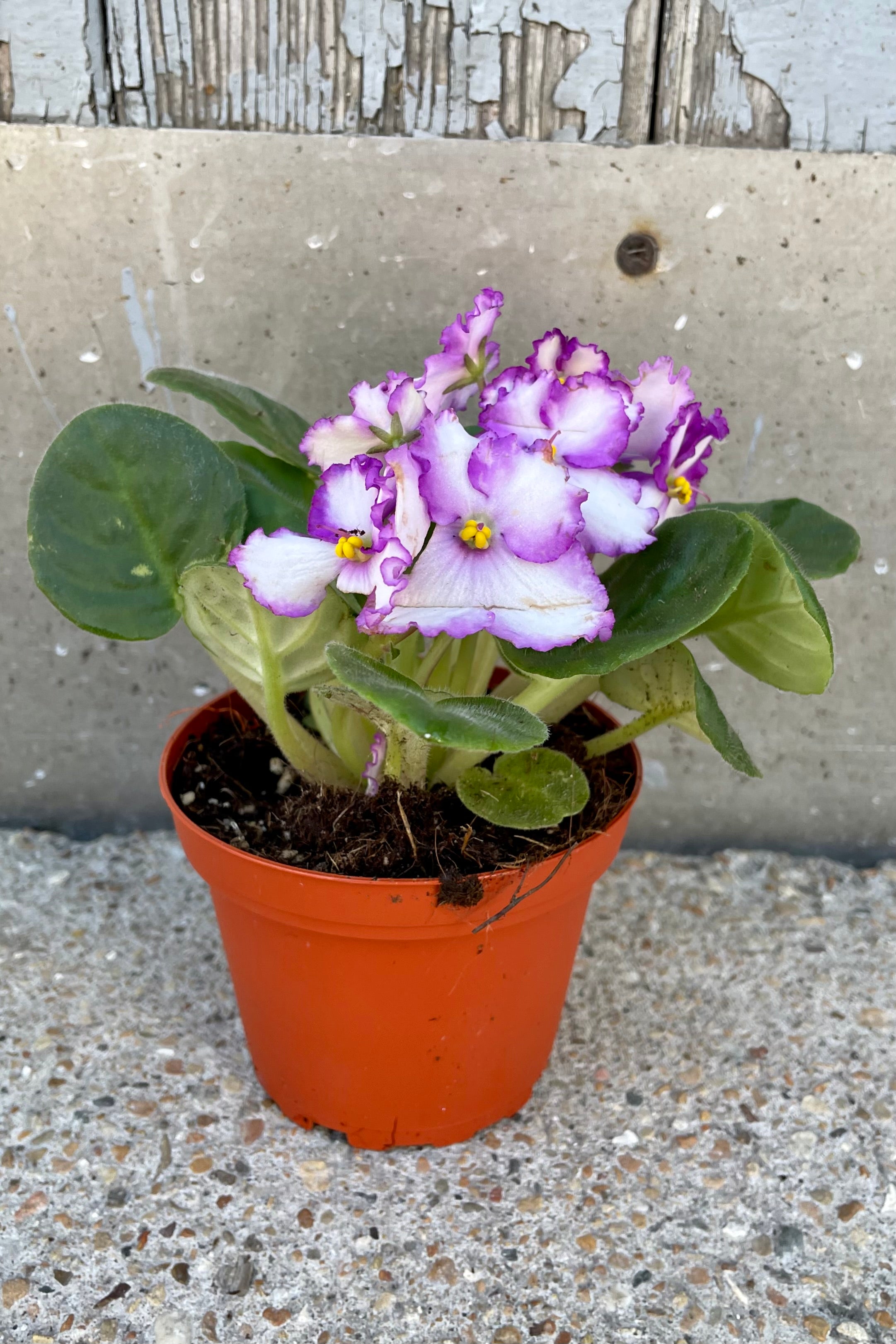 Saintpaulia ionantha "African Violet" in a 4" growers pot