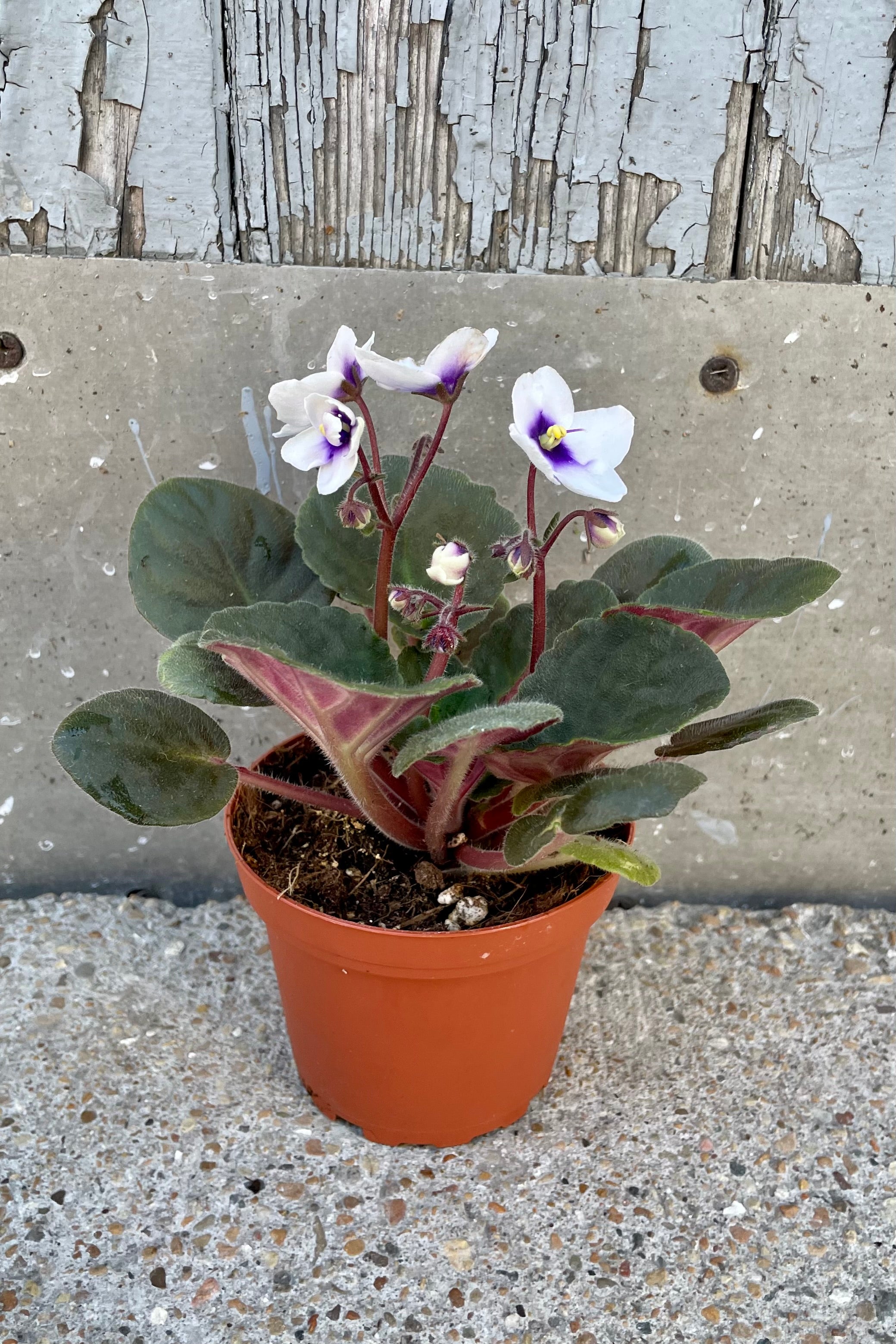 A white with purple center blooming Saintpaulia ionantha in a 4" pot at Sprout Home.