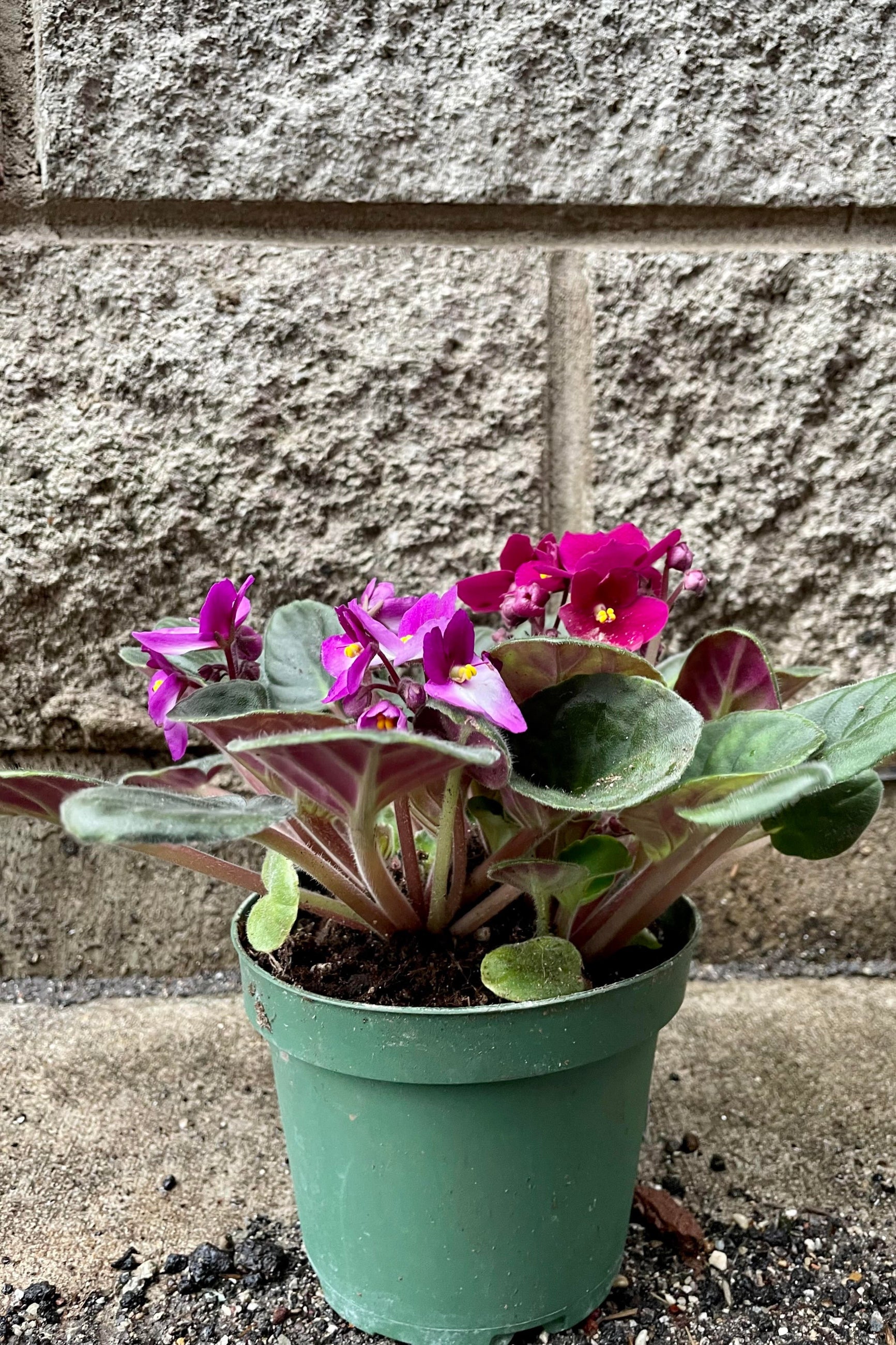 a pink flowering violet plant against a gray wall ©Sprout Home