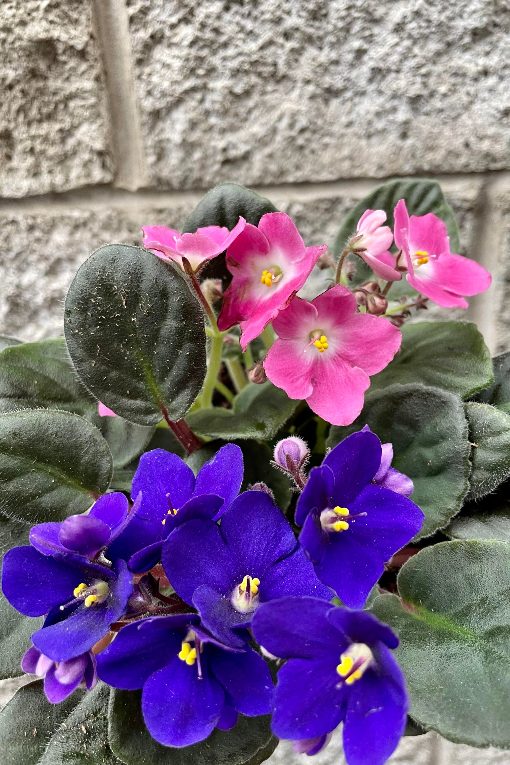 A detailed look at the Saintpulia ionantha "African Violet" 5". ©Sprout Home