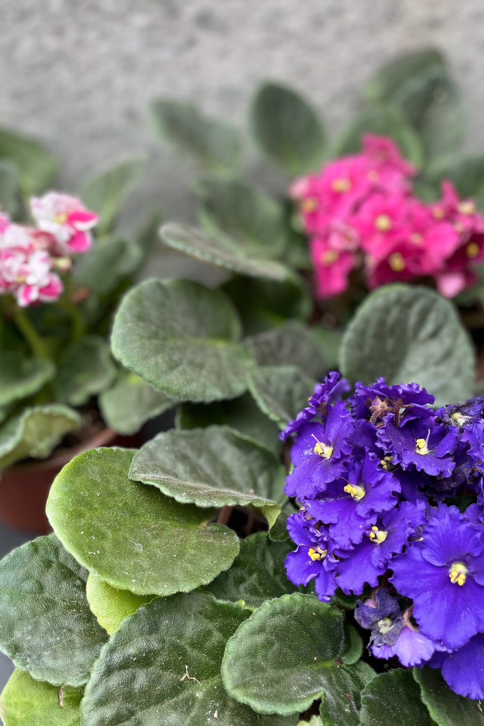 Saintpaulia ionantha "African Violet" 6"