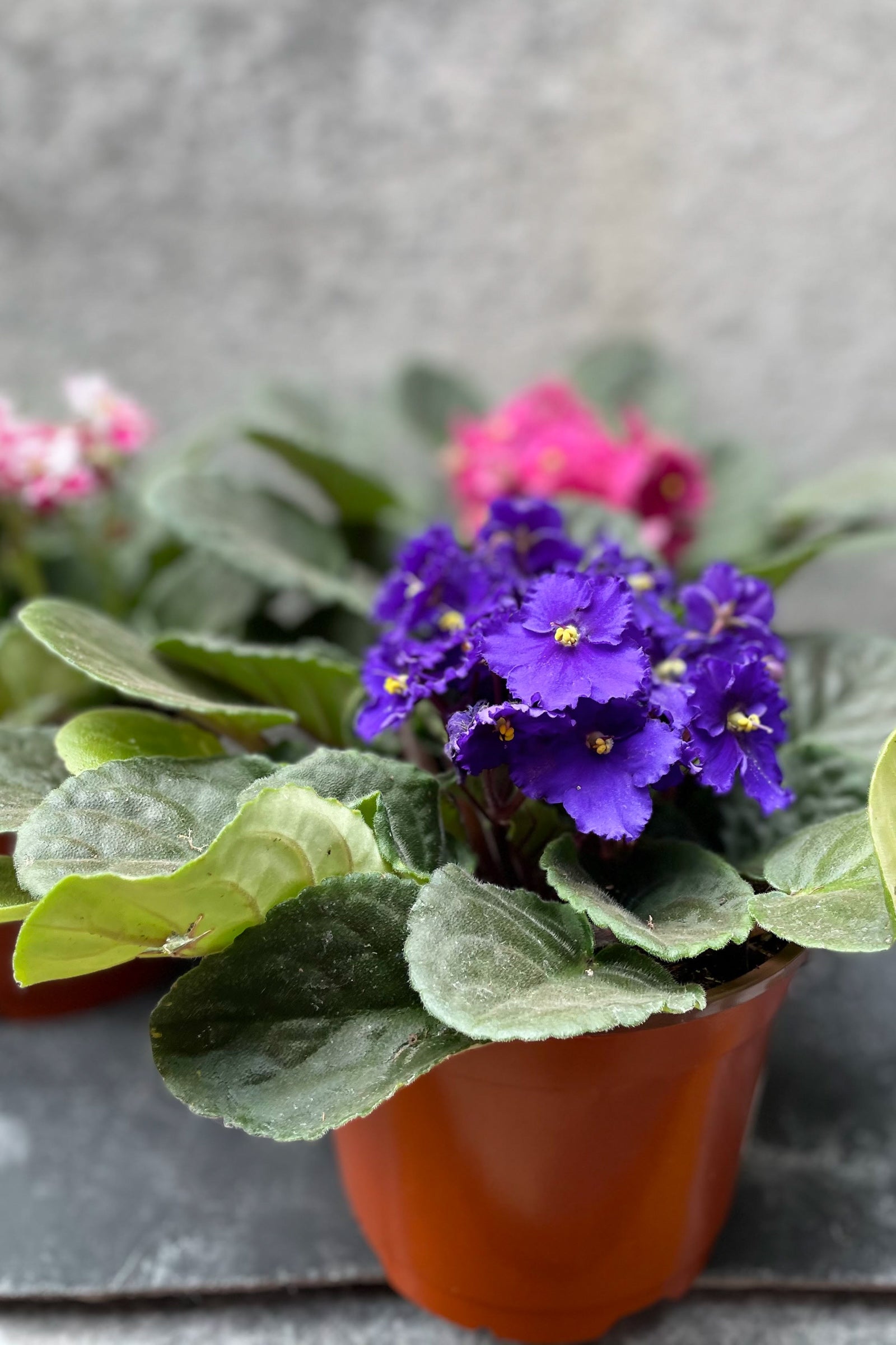 Saintpaulia ionantha "African Violet" 6"