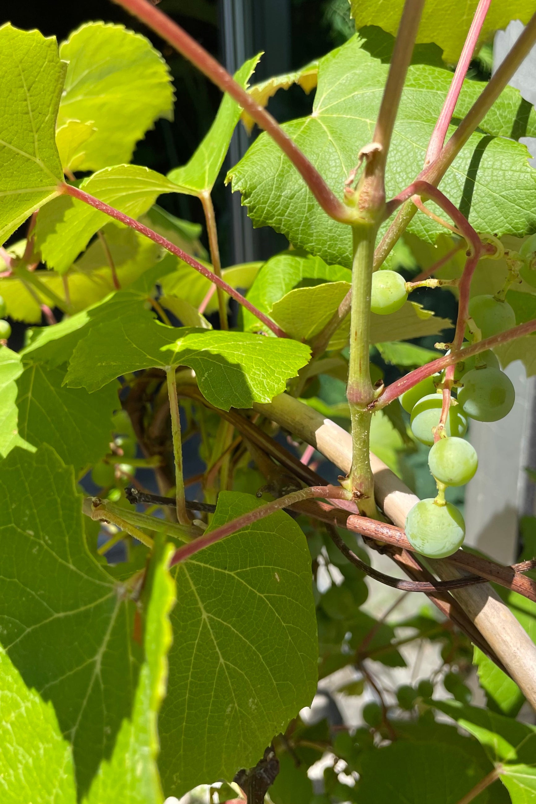 close up of the green leaves, stems and fruit of the Concord grape vine prior to the fruit ripening in mid July. ©Sprout Home