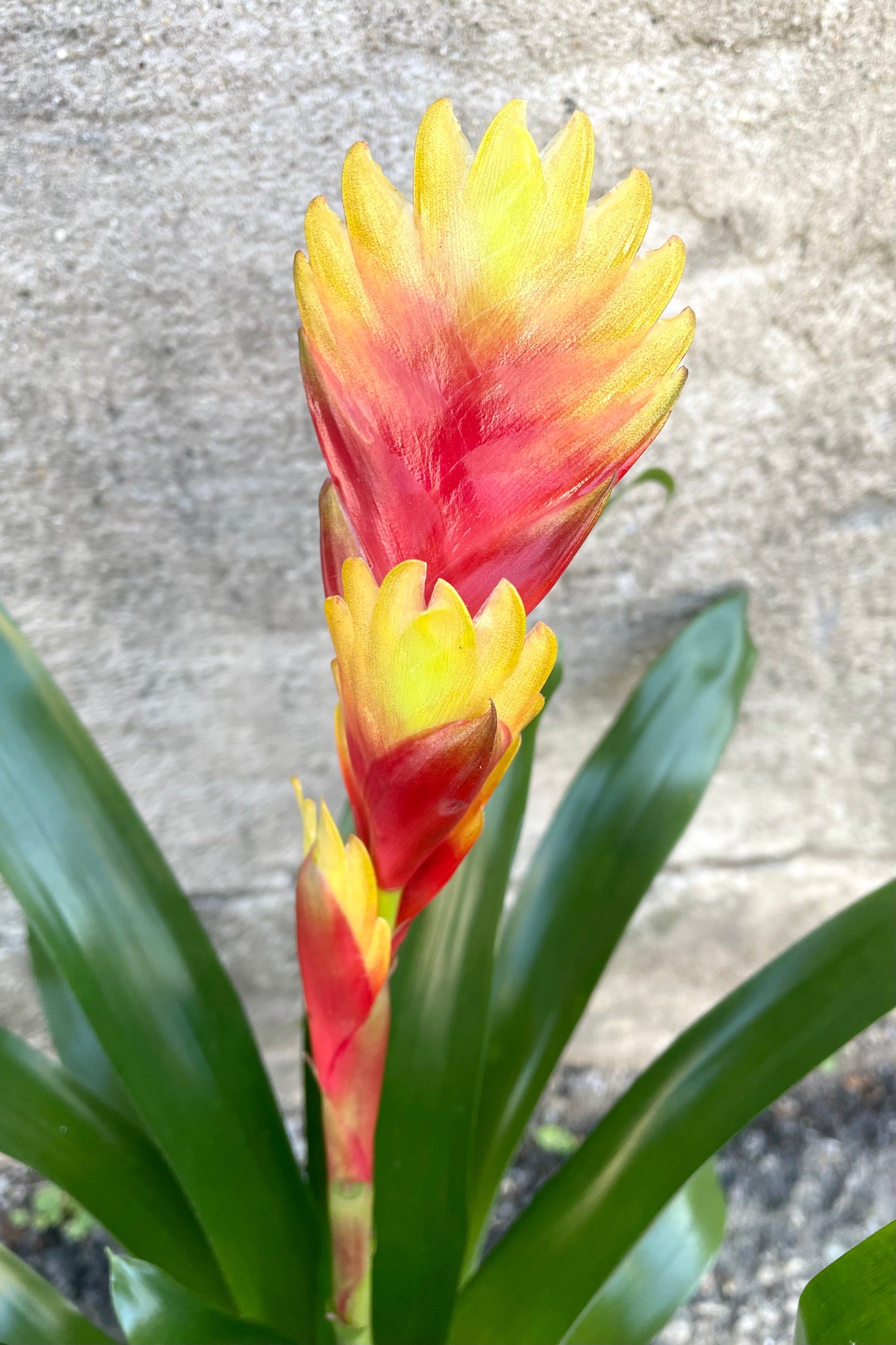 A detailed view of the Vriesea 4" against a concrete backdrop ©Sprout Home