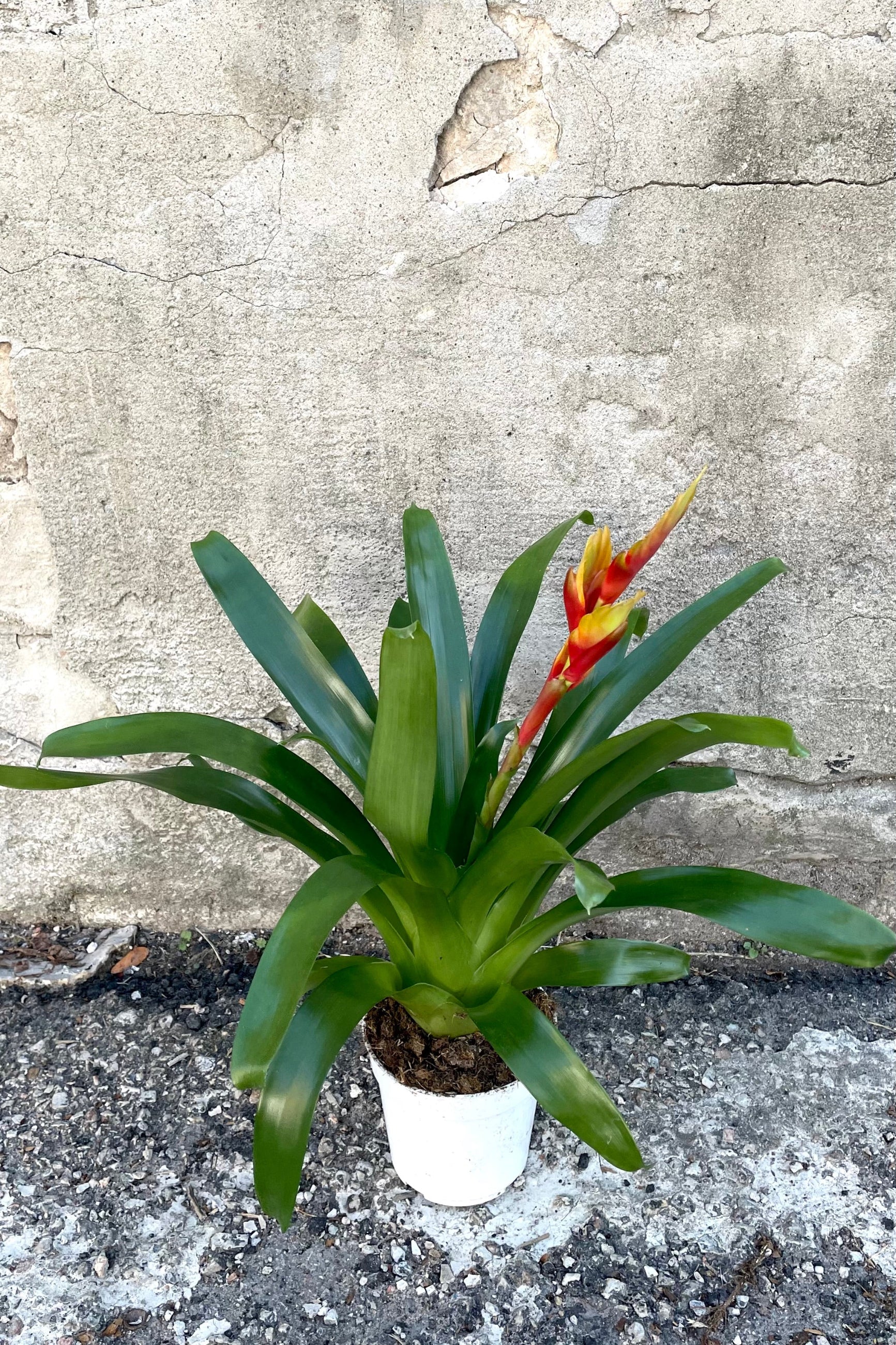 A full view of the Vriesea 4" in a grow pot against a concrete backdrop ©Sprout Home