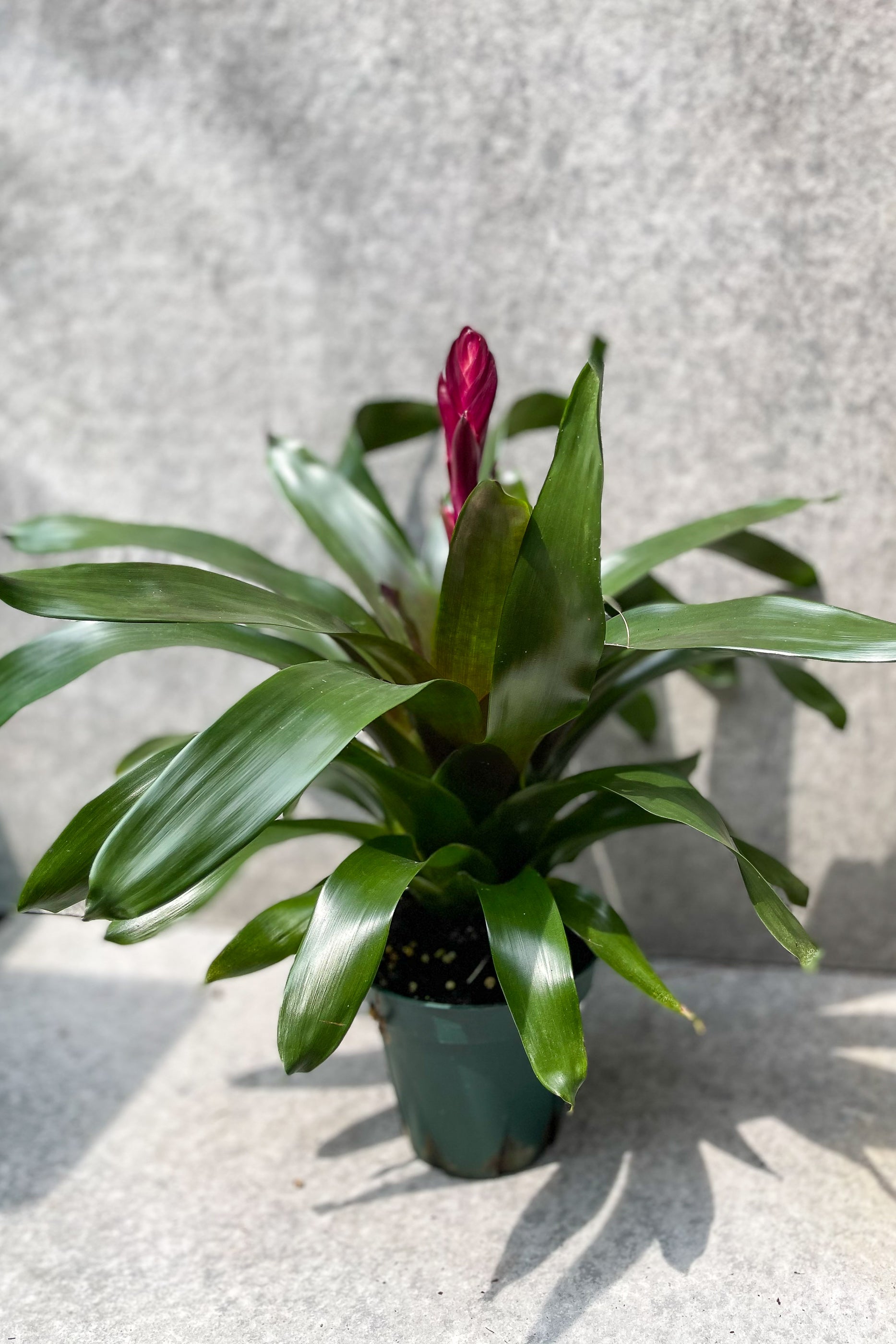 Vriesea splendens 5"