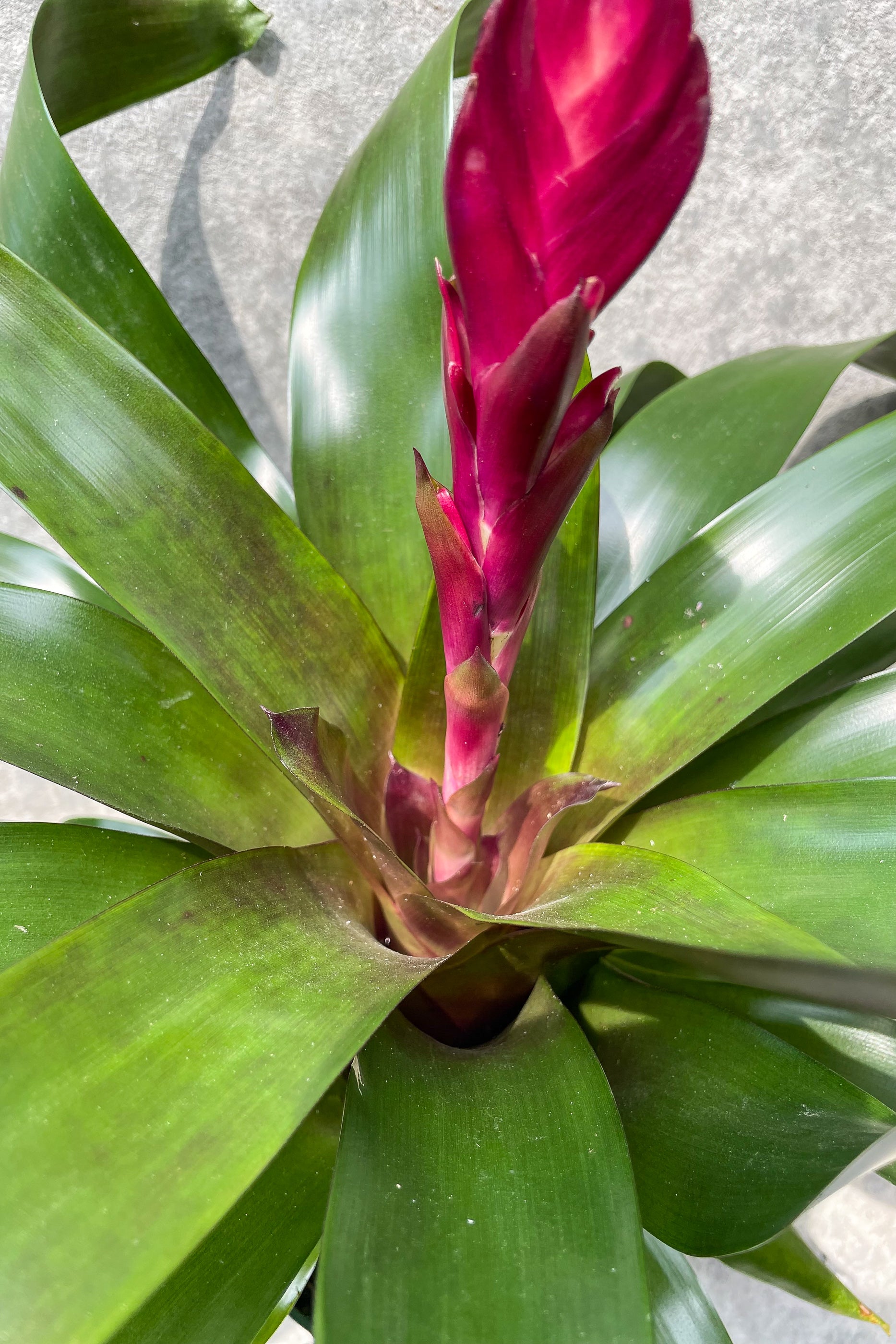 Vriesea splendens 5"
