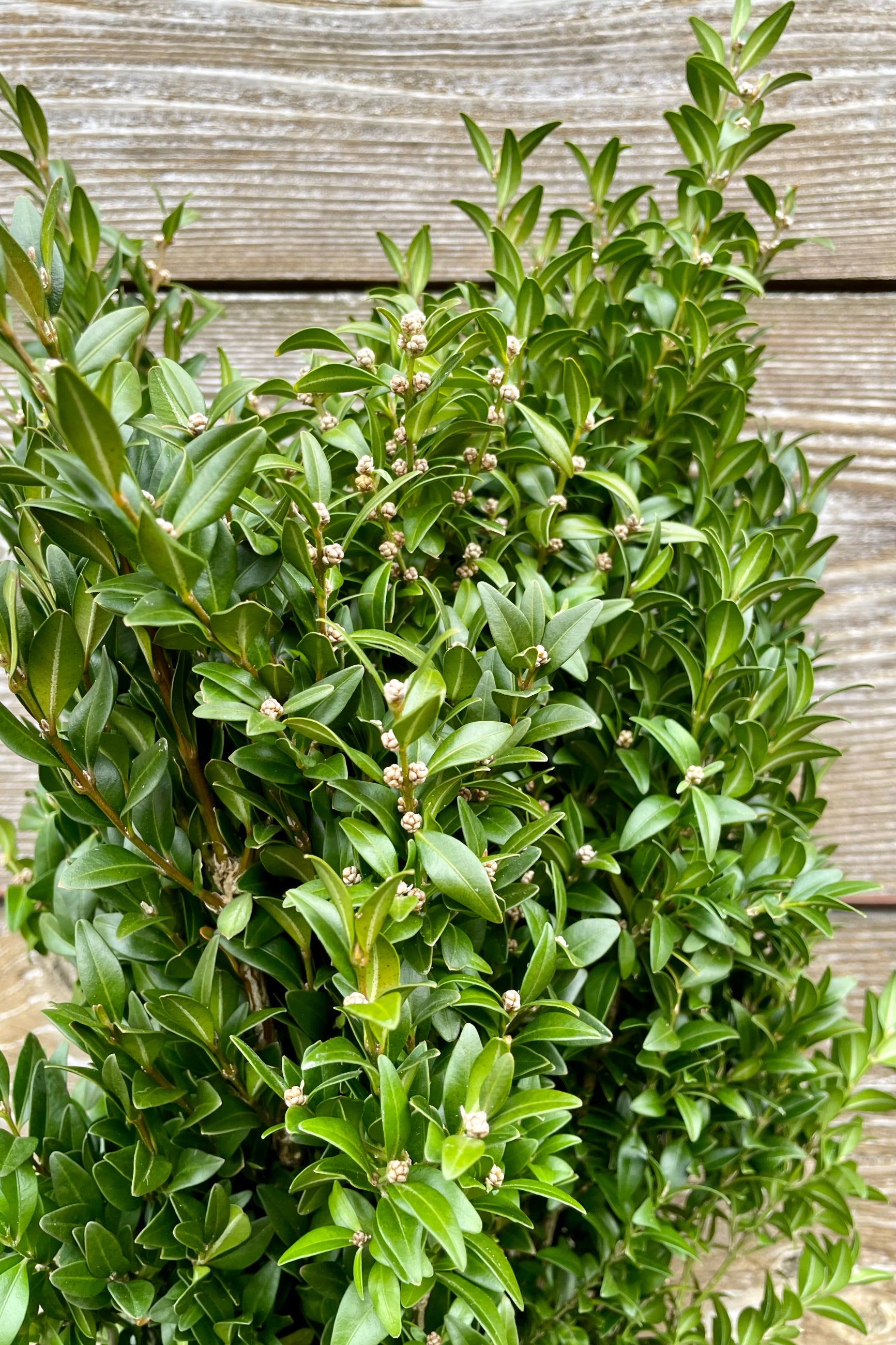 Detail picture of the green ovate leaves of a bunch of boxwood greens to decorate winter containers with. ©Sprout Home