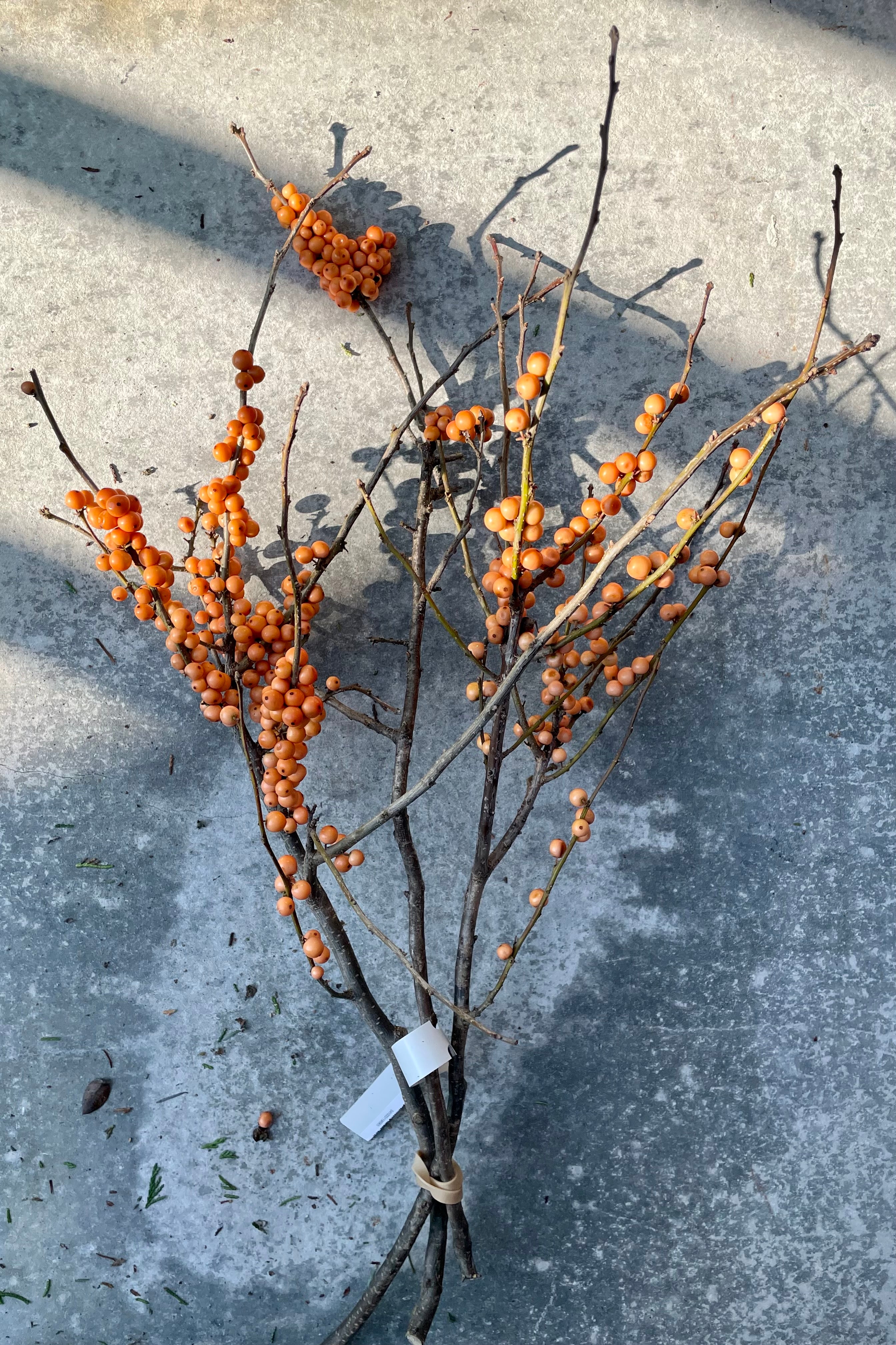 Orange Winterberry branch bundle against a grey wall.