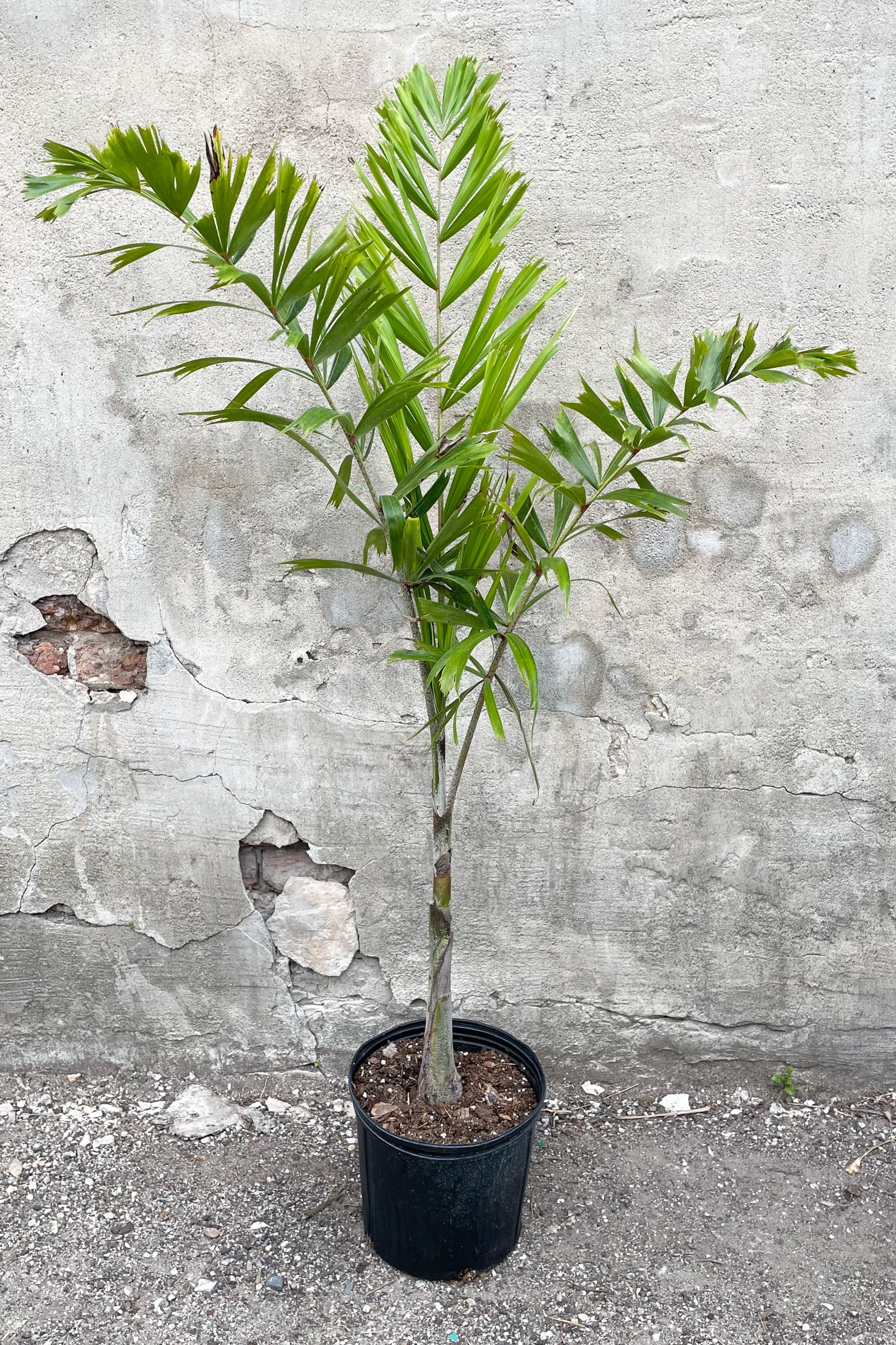 Wodyetia bifurcata 10"