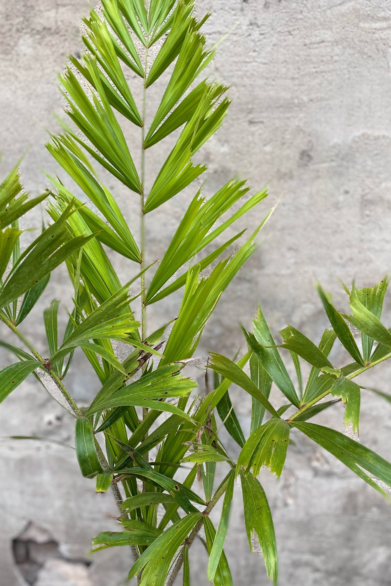 Wodyetia bifurcata 10"