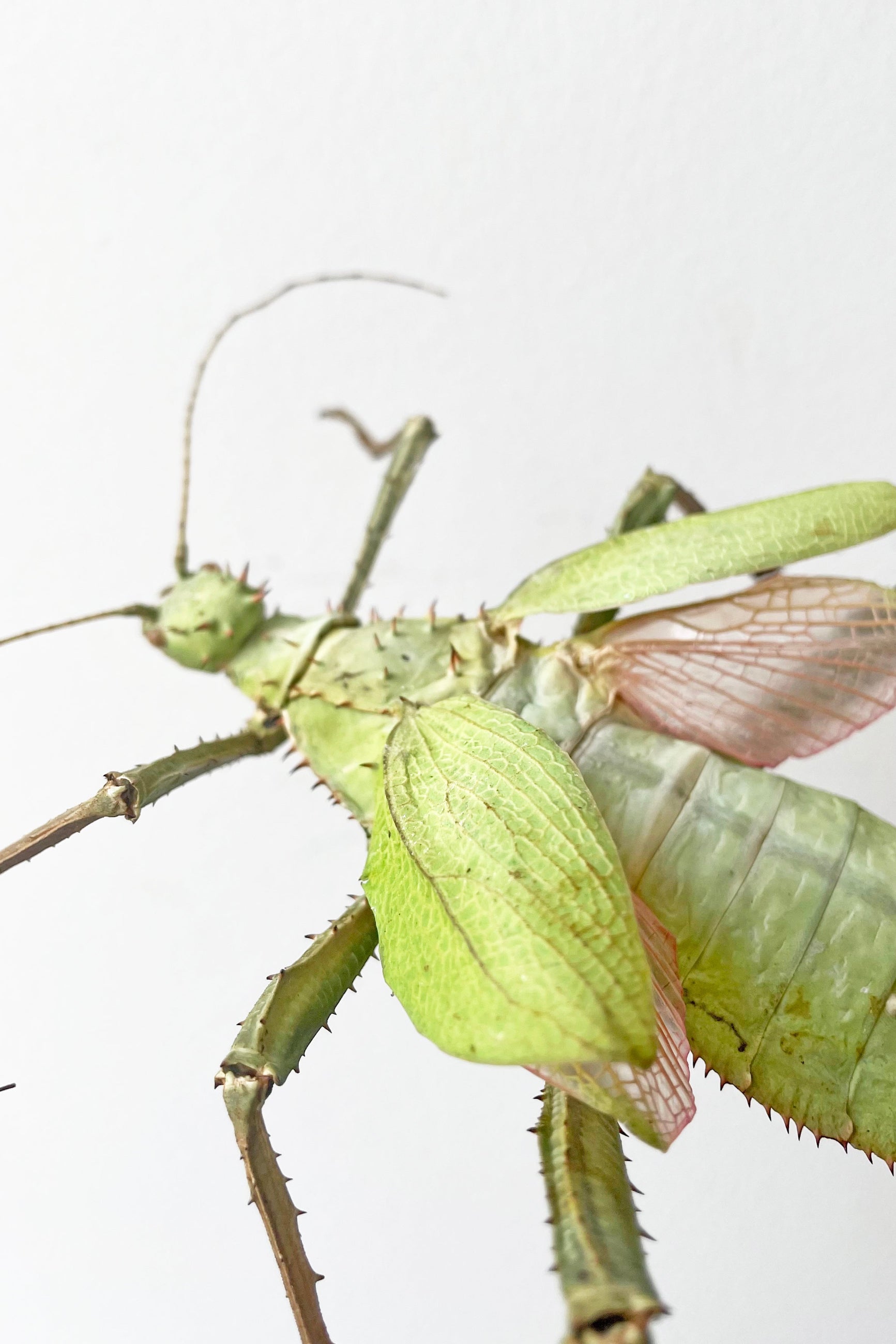 A close-up view of Heteropteryx against a white backdrop ©Sprout Home