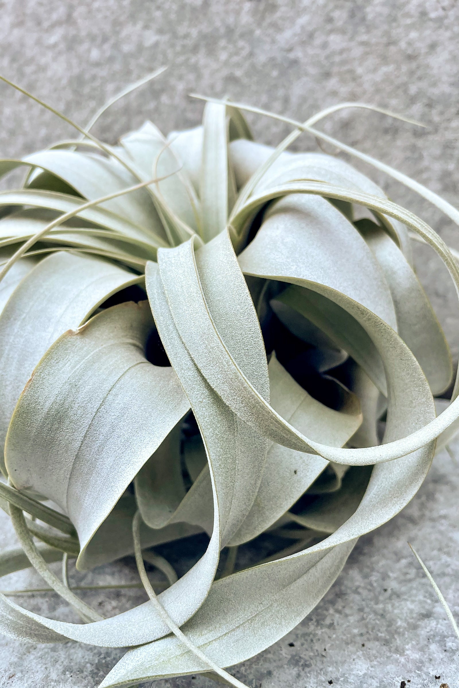 Close up of Tillandsia xerographica "air plant" in front of grey background ©Sprout Home