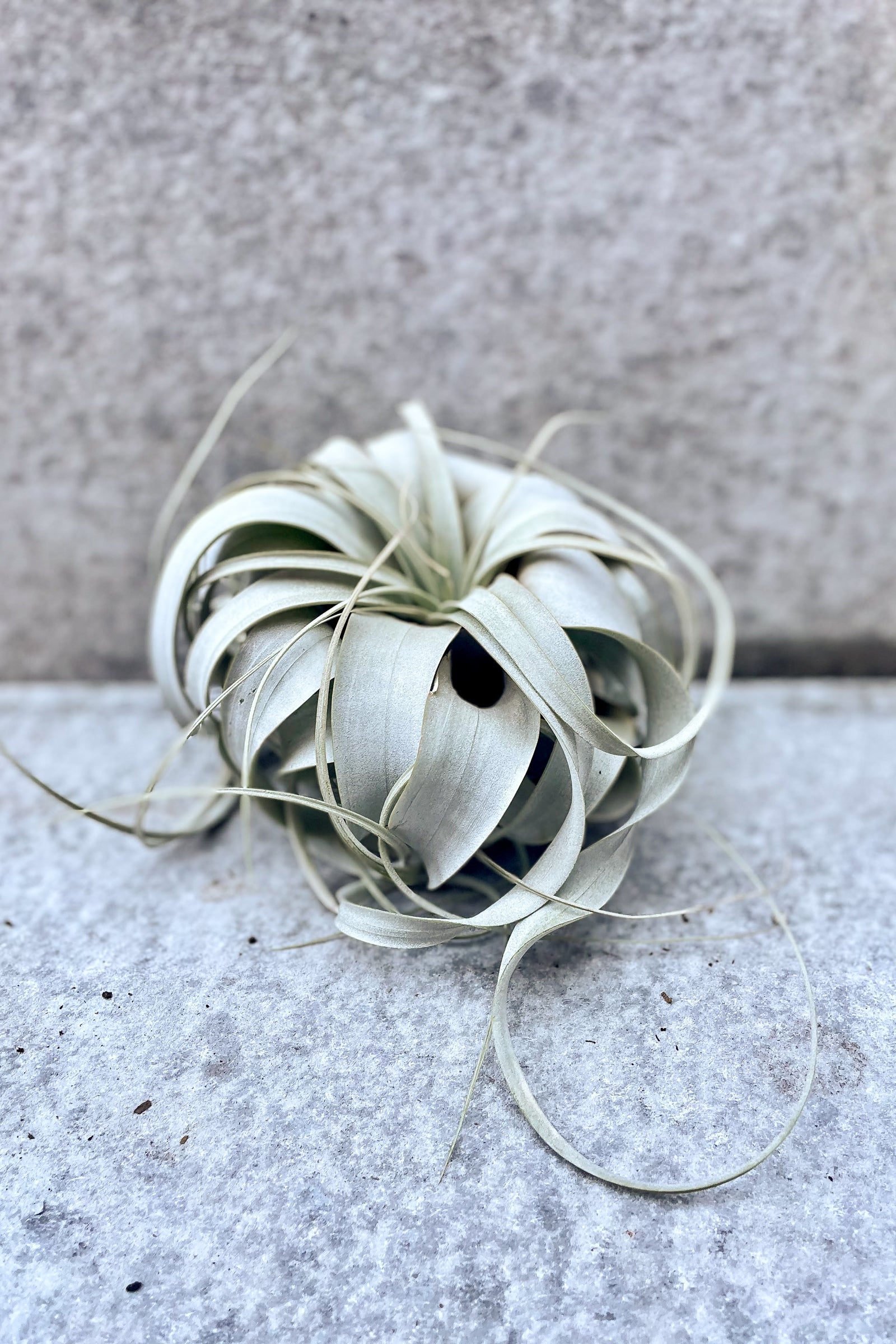 Tillandsia xerographica "air plant" in front of grey background ©Sprout Home