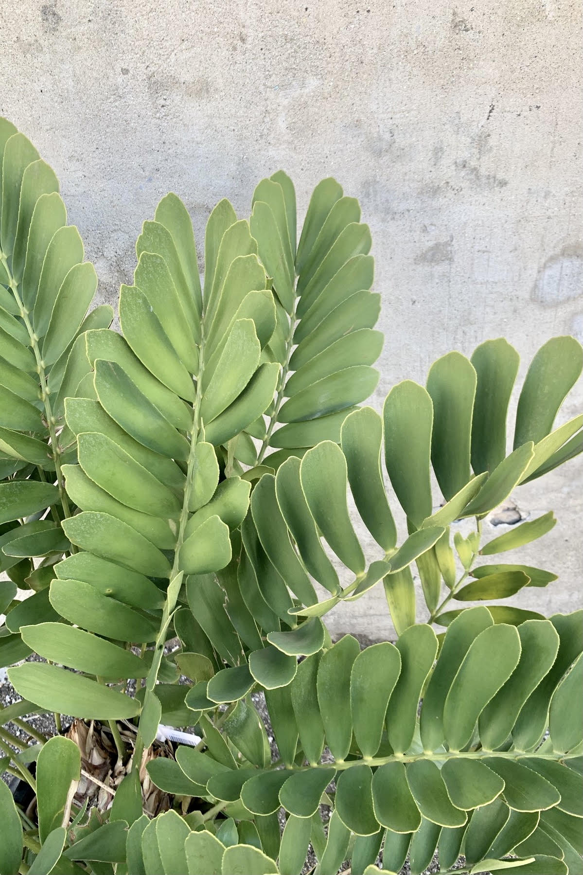 Zamia furfuracea 14”