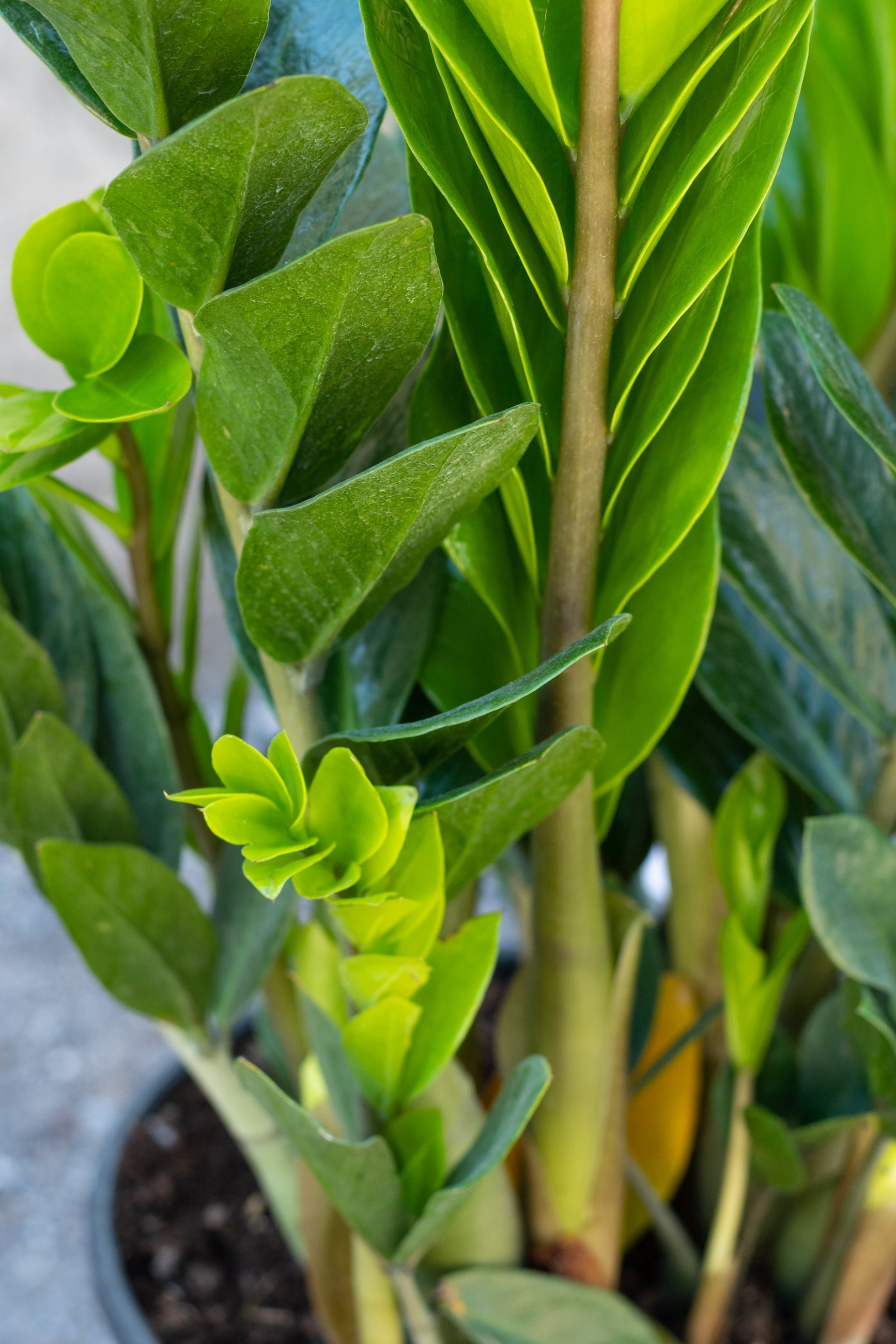 Close up of Zamioculcas Zamifolia "zz plant" leaves ©Sprout Home