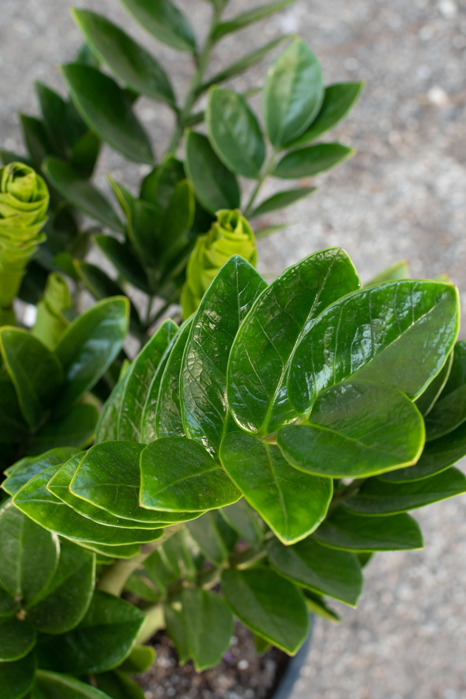 zamioculcas indoor plant Zamioculcas zamiifolia 14" at SPROUT HOME