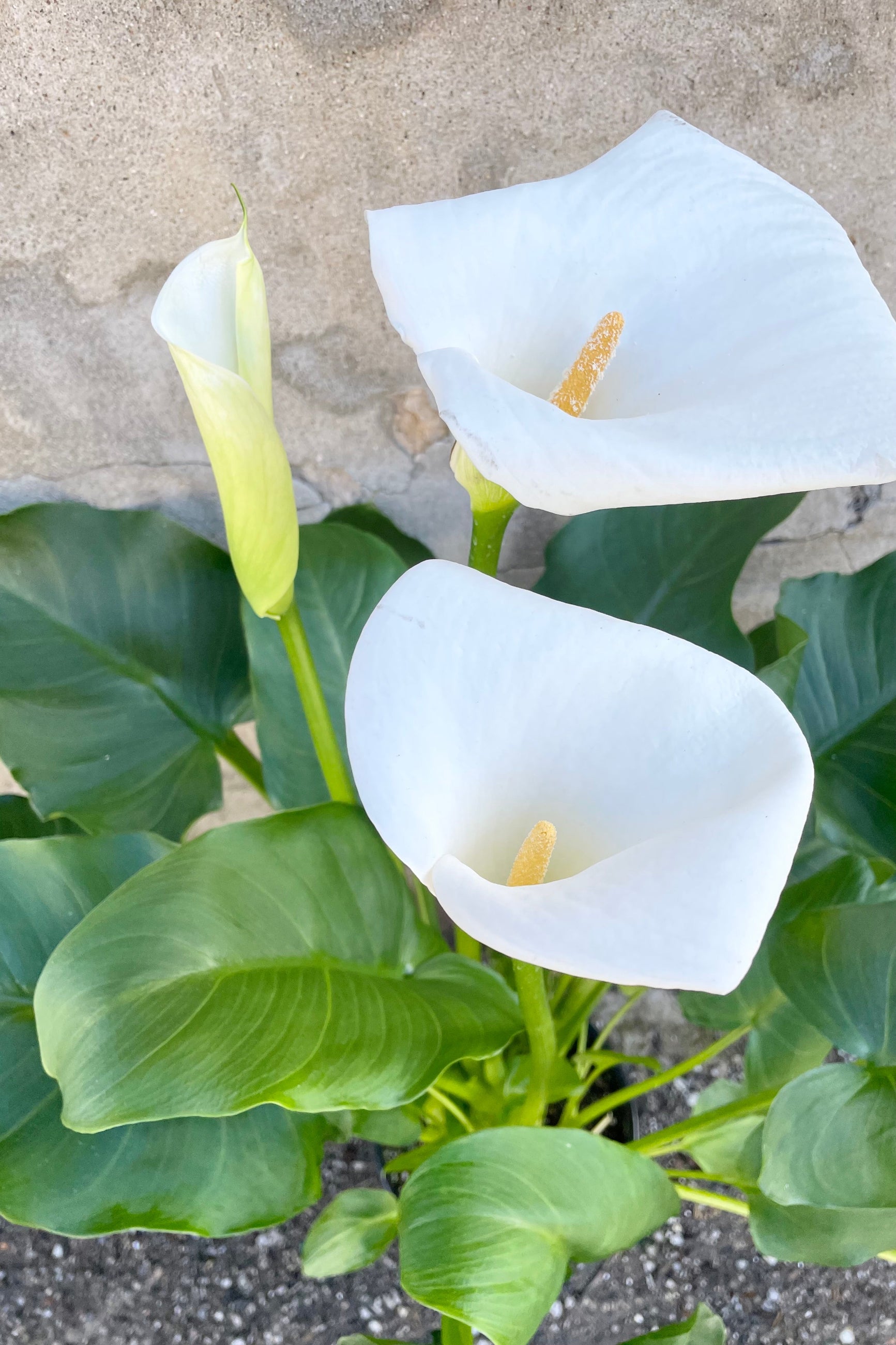 calla lily plant family Zantedeschia 8.5"