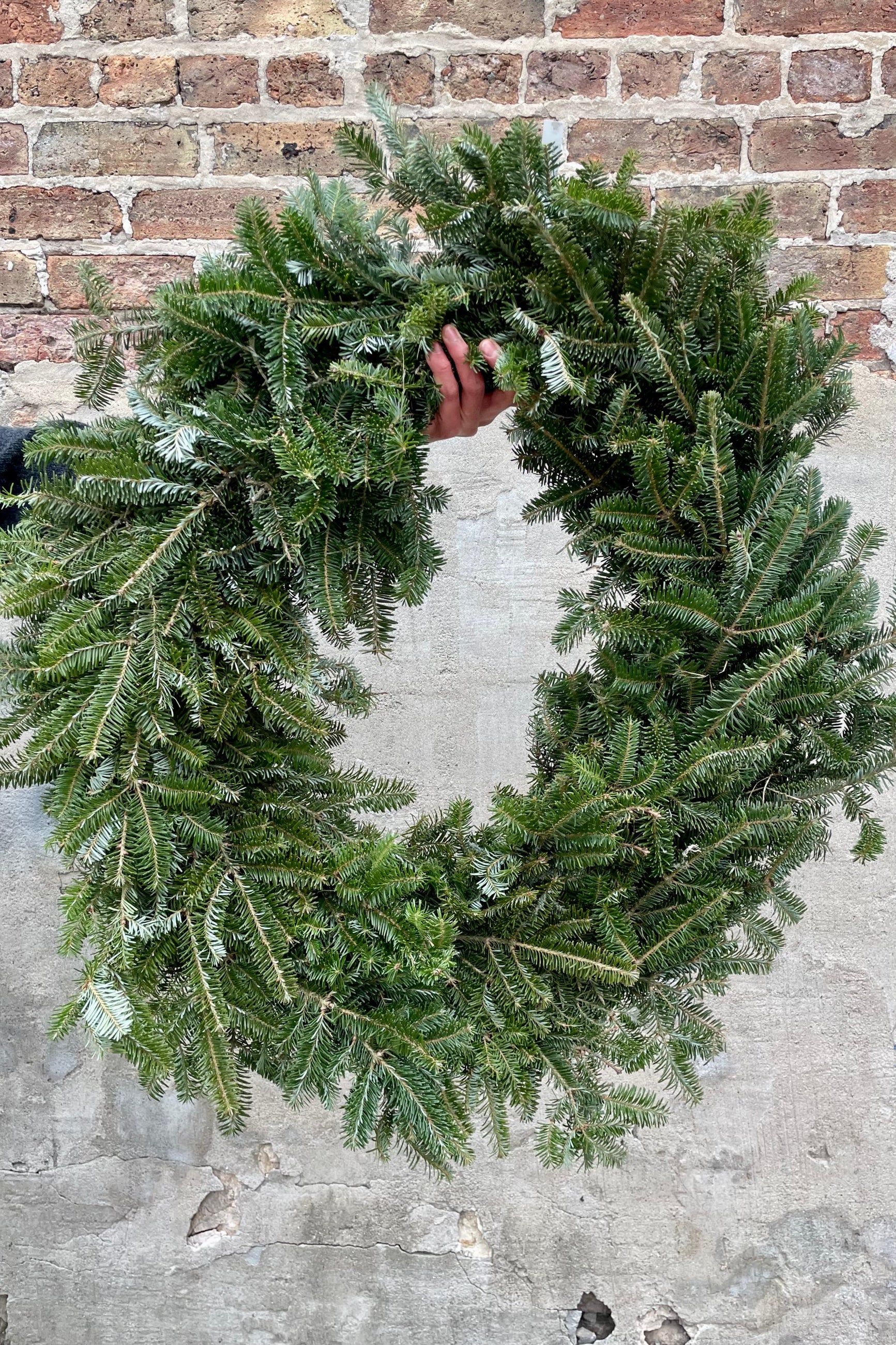 Single sided Fraser wreath with a 36" exterior diameter undecorated being held against a concrete wall. ©Sprout Home