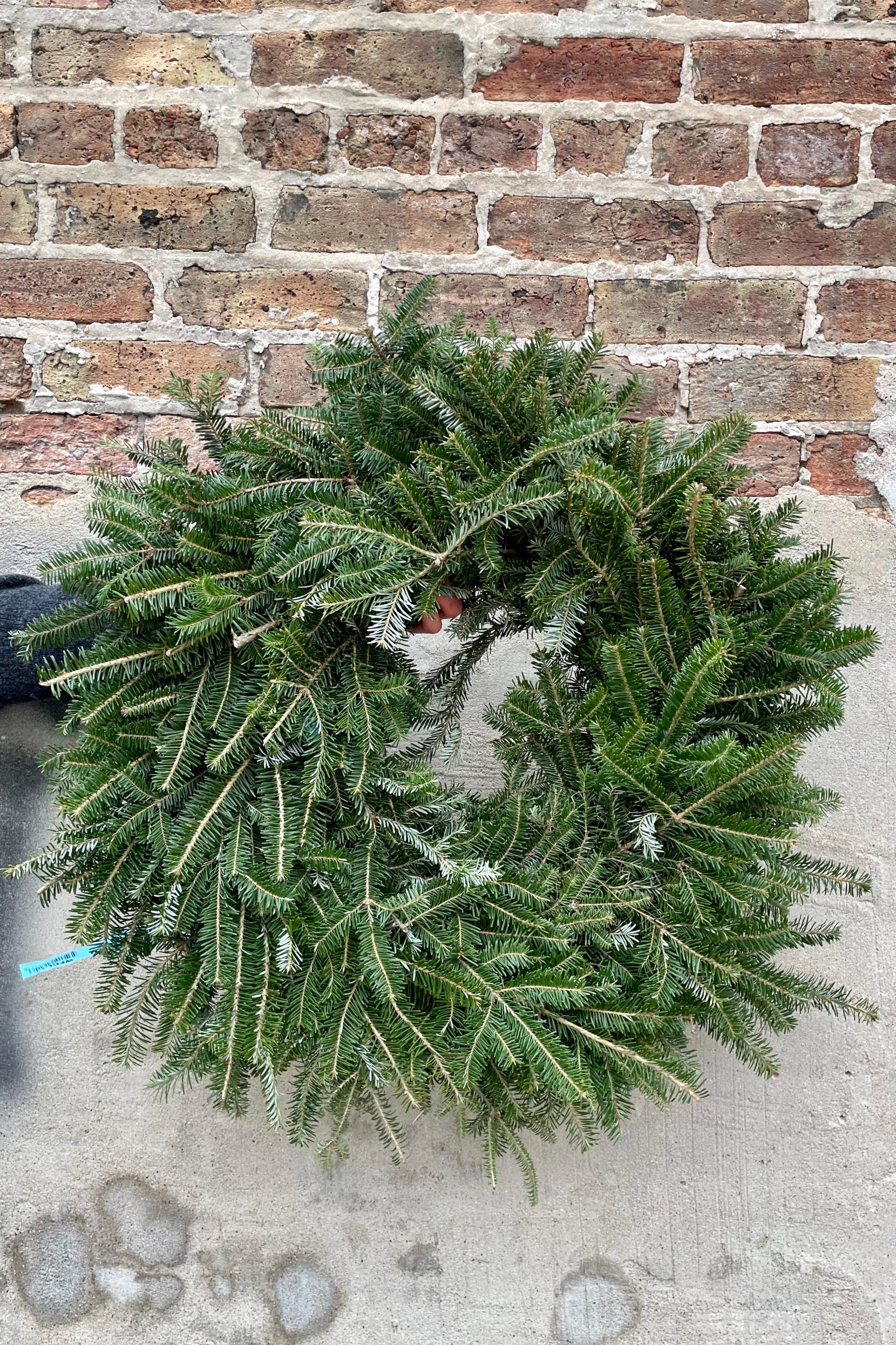 26" diameter Fraser fir wreath sigle sided being held against a concrete wall. ©Sprout Home