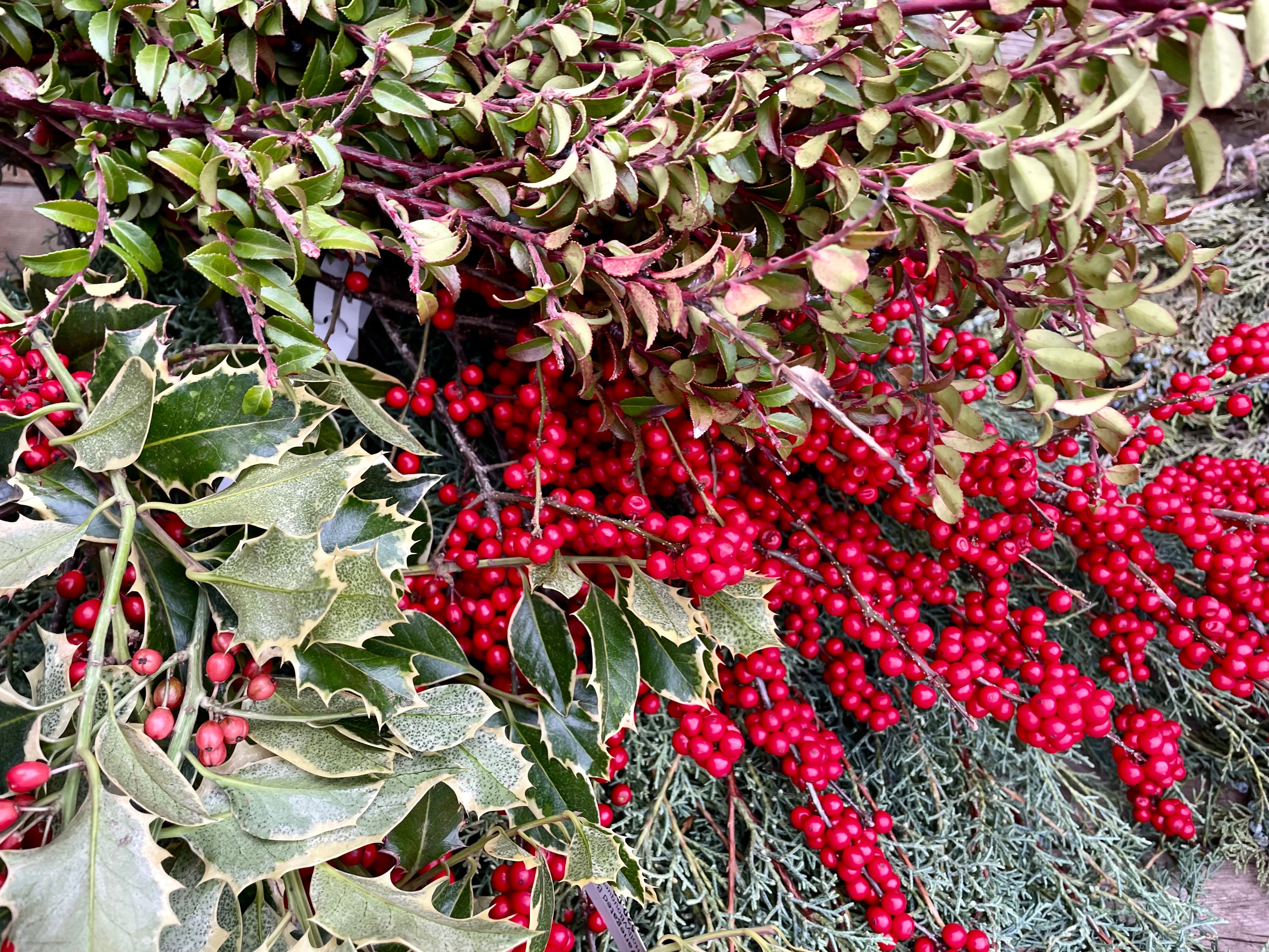 A collection of cut evergreen branches, red berries and winter greens for outdoor containers to celebrate winter at Sprout Home.