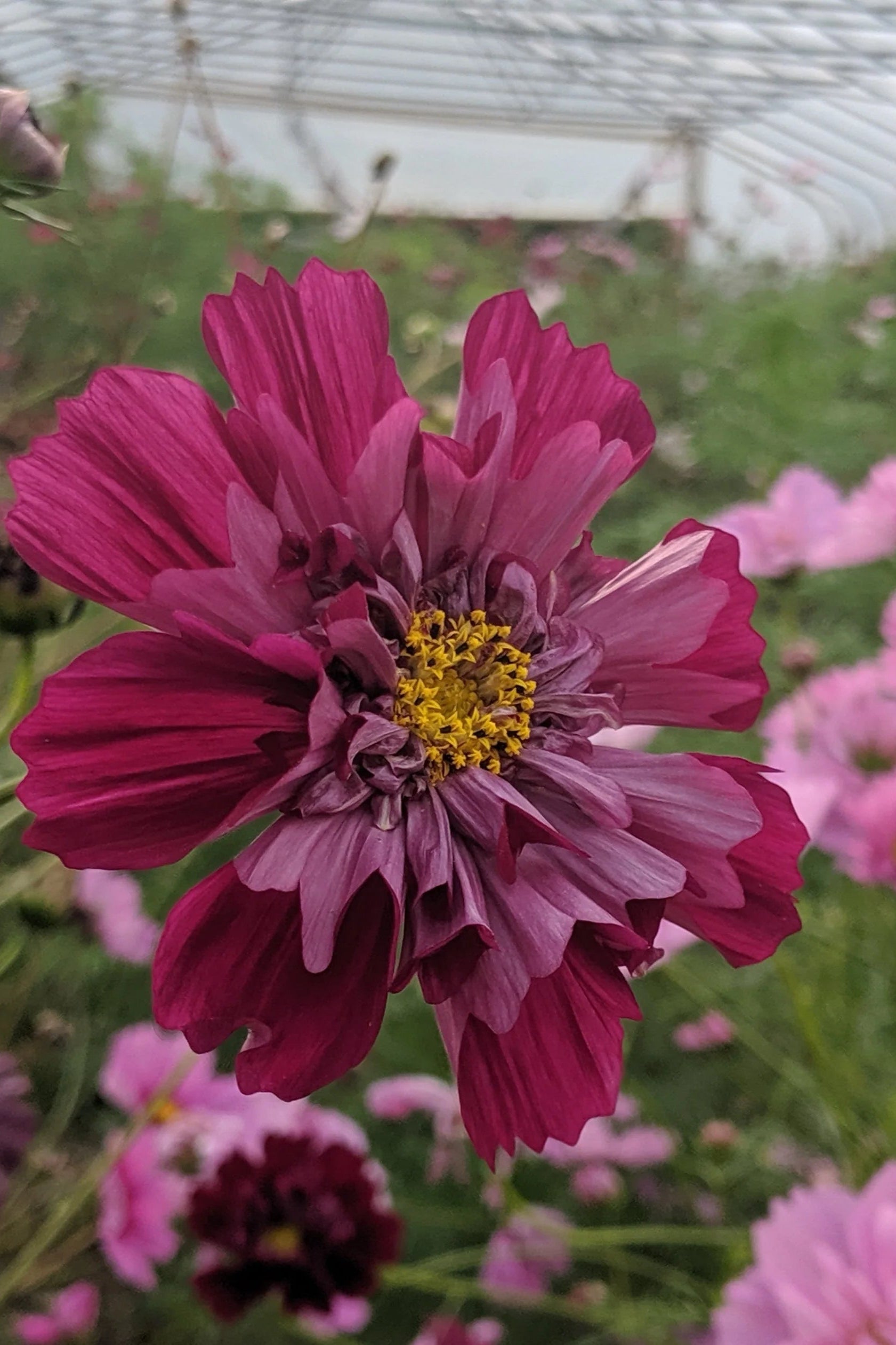Close-up of a pink cosmos flower with a blurred background of other flowers and greenery. ©Hudson Valley Seed Co.