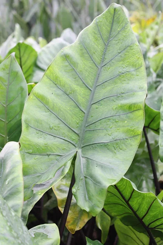 Alocasia 'Black Stem' showing a the large leaves with veins ©Clesen Wholesale.