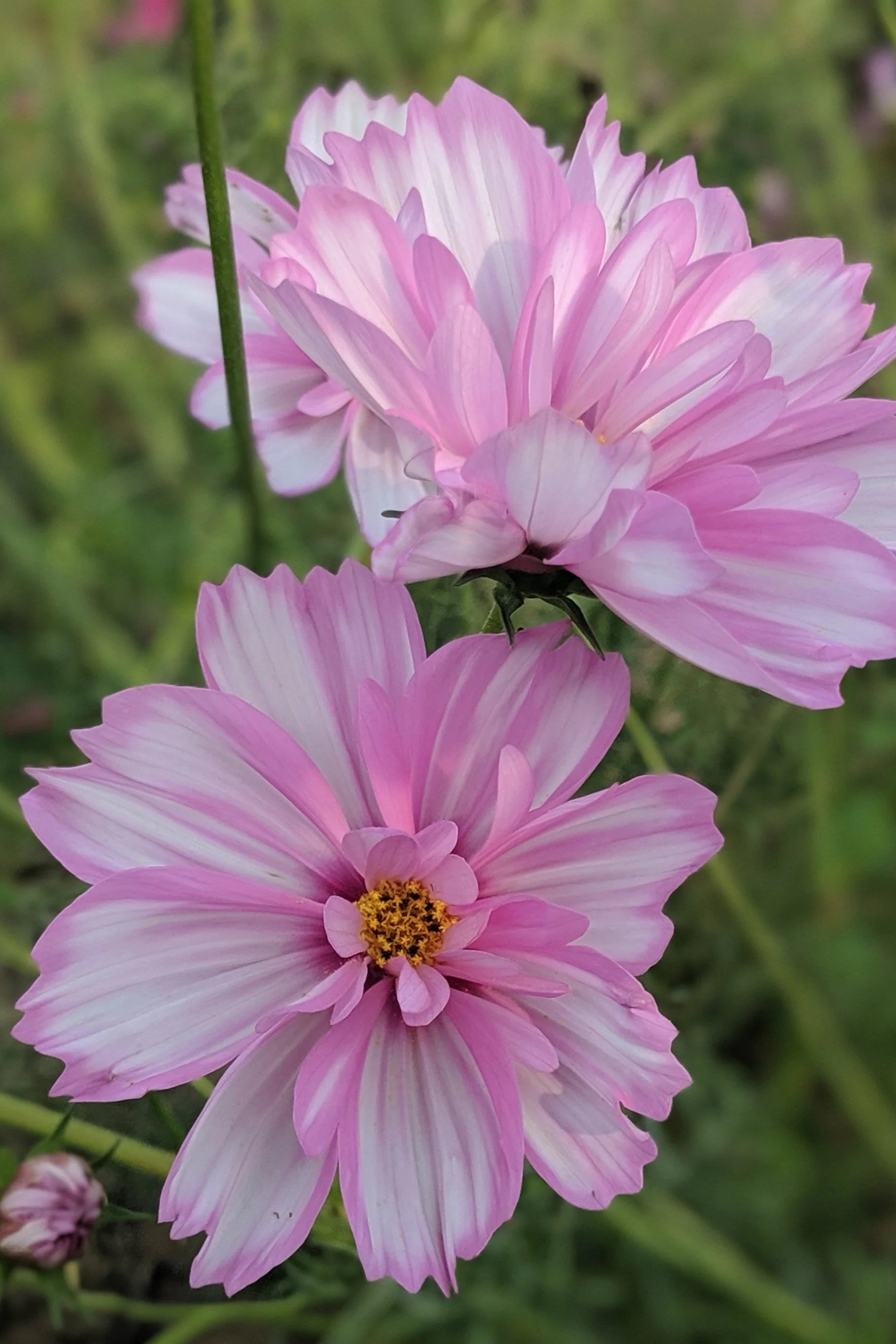 Two pink Cosmos flowers with a blurred green background ©Hudson Valley Seed Co.