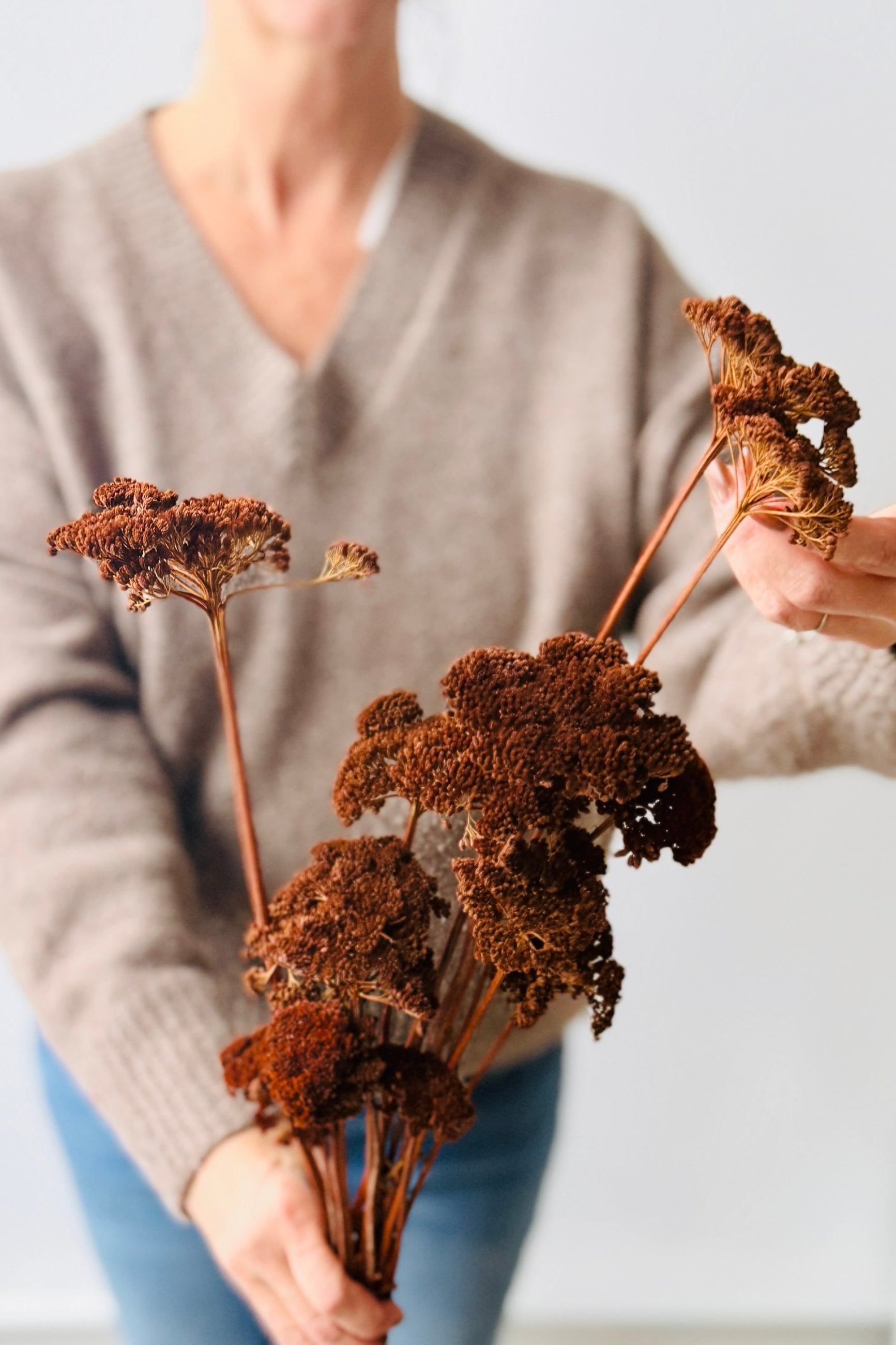 Person holding a bundle of dried and preserved mocha Achillea flowers against a neutral background ©Sprout Home