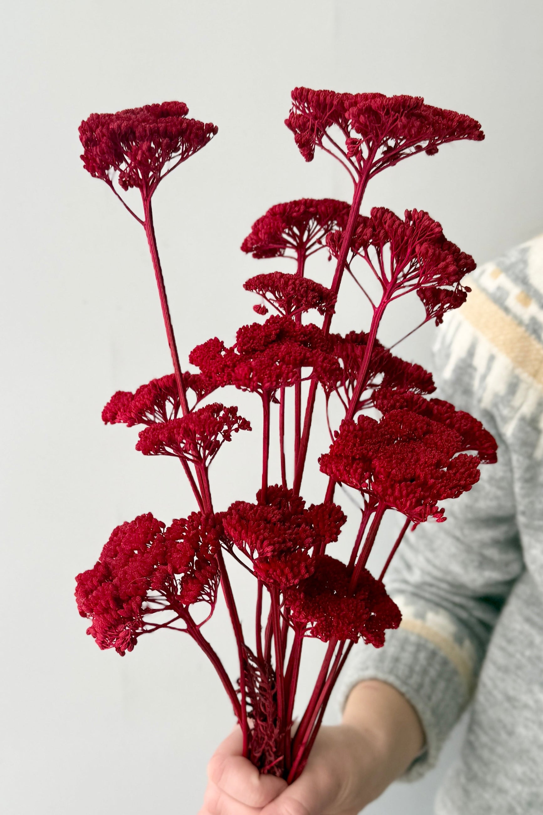 Bouquet of red Achellea preserved flowers held by a person wearing a gray sweater. ©Sprout Home