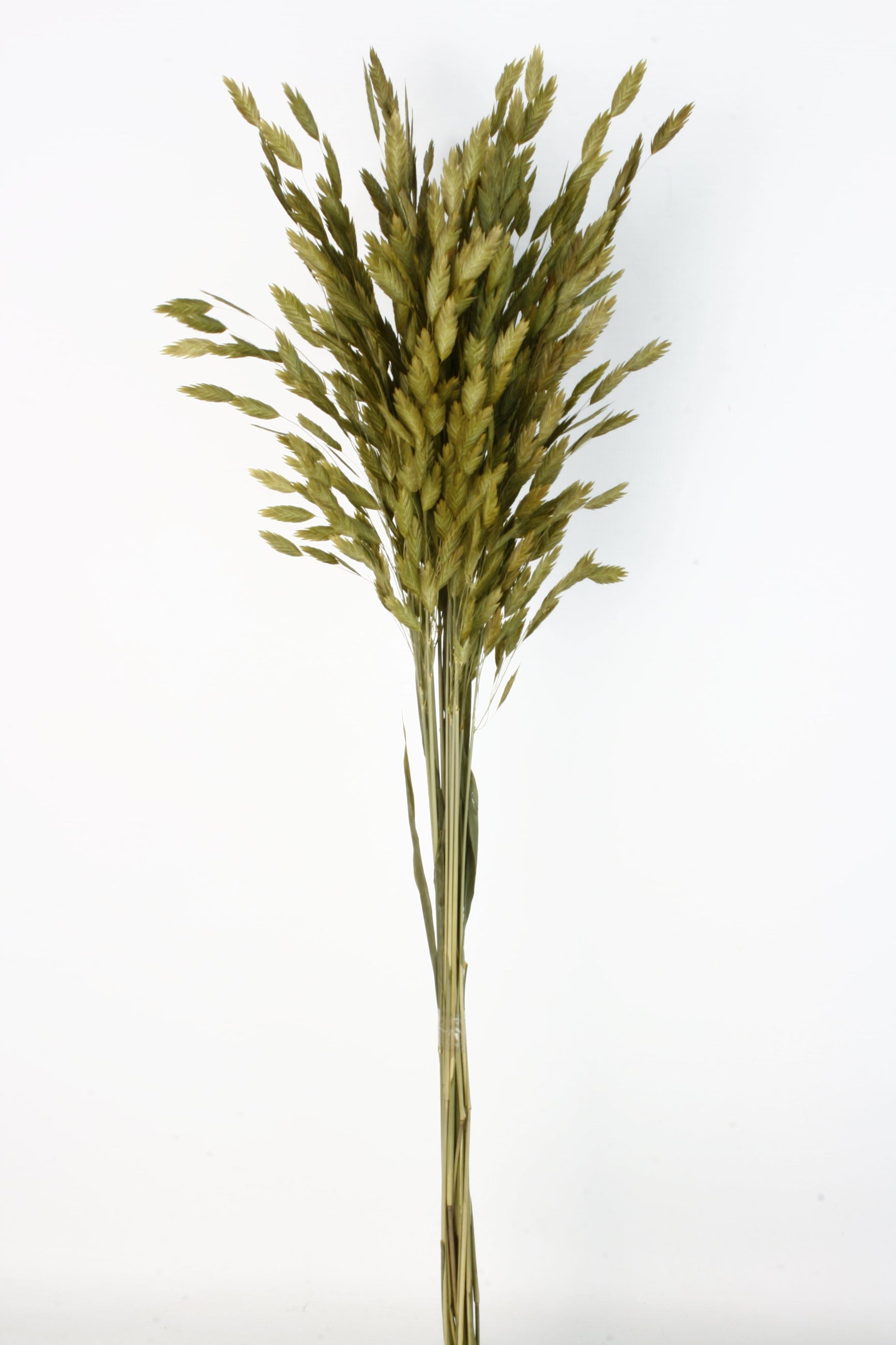 Chasmathium olive green preserved bunch