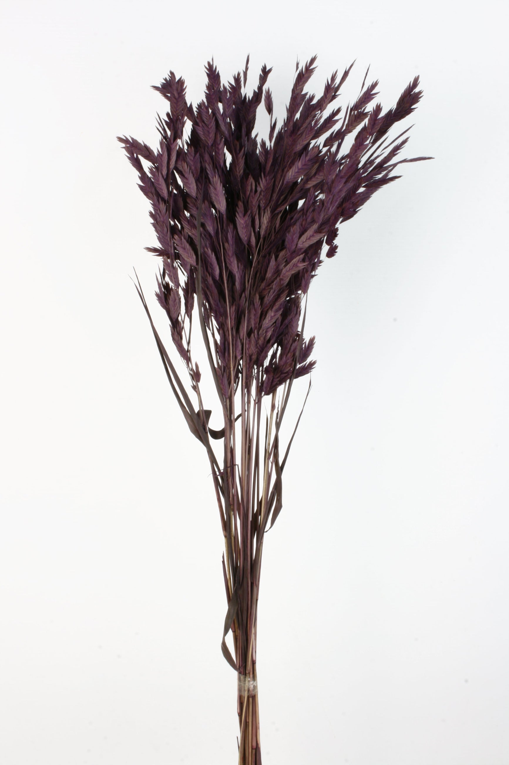 Chasmanthium plum dyed and preserved bunch 
