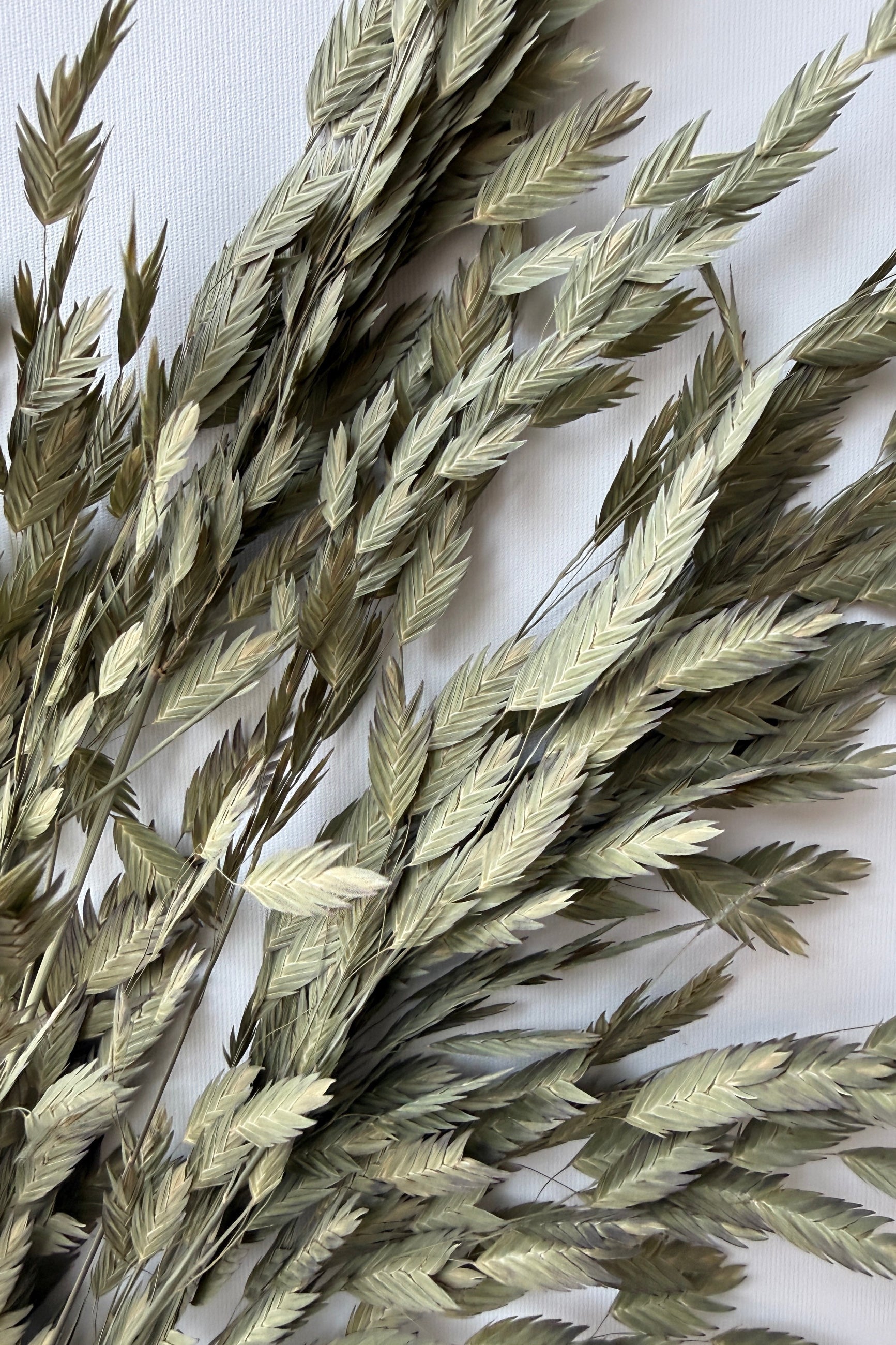 Dried Northern Sea Oats grasses on a white background ©Sprout Home