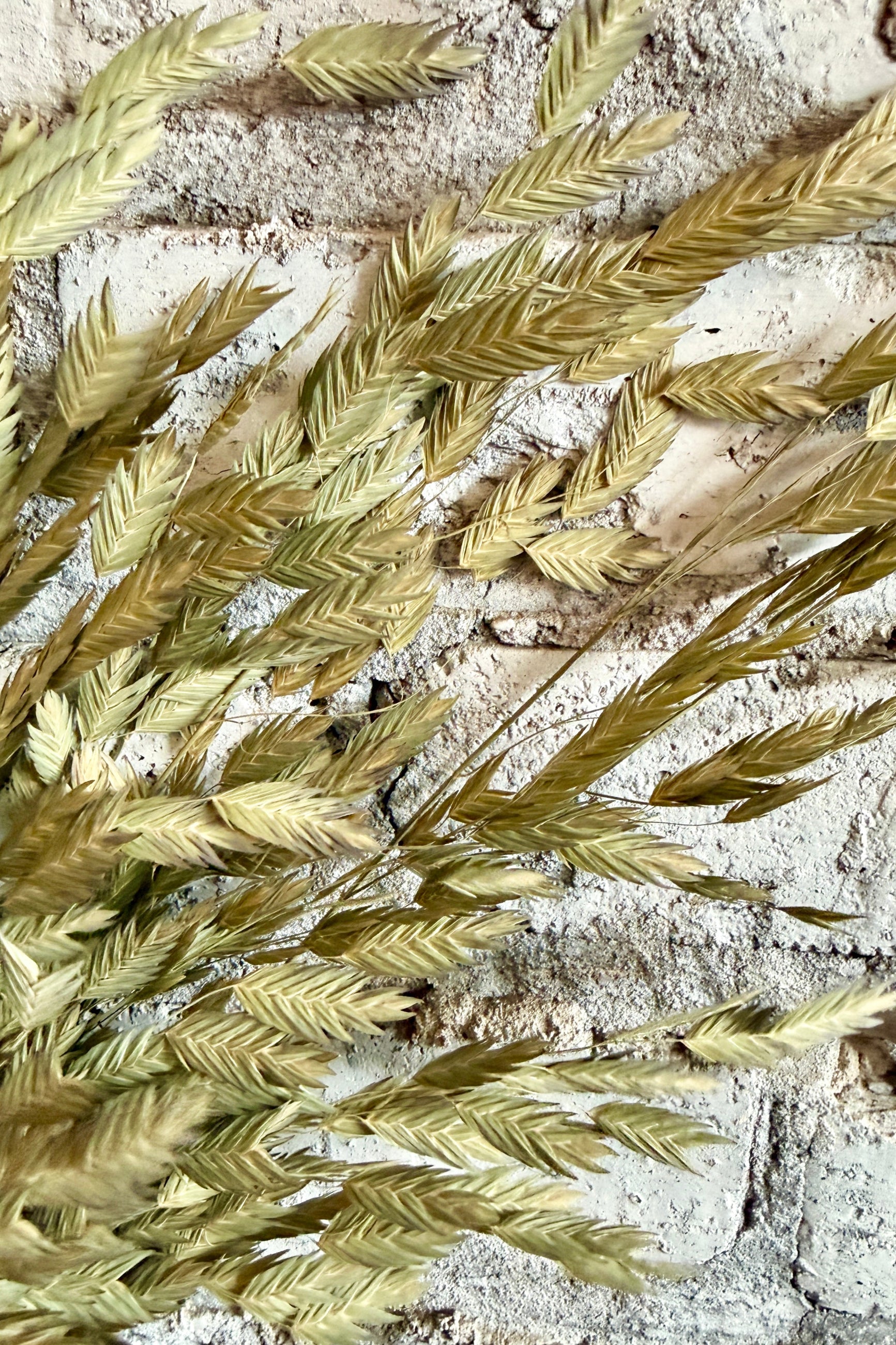 Close-up of dried Northern Sea Oats grass on a textured surface ©Sprout Home